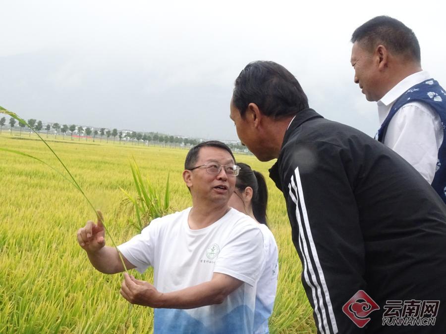 【有一种生活，叫大理】图片故事：洱海岸边稻谷香