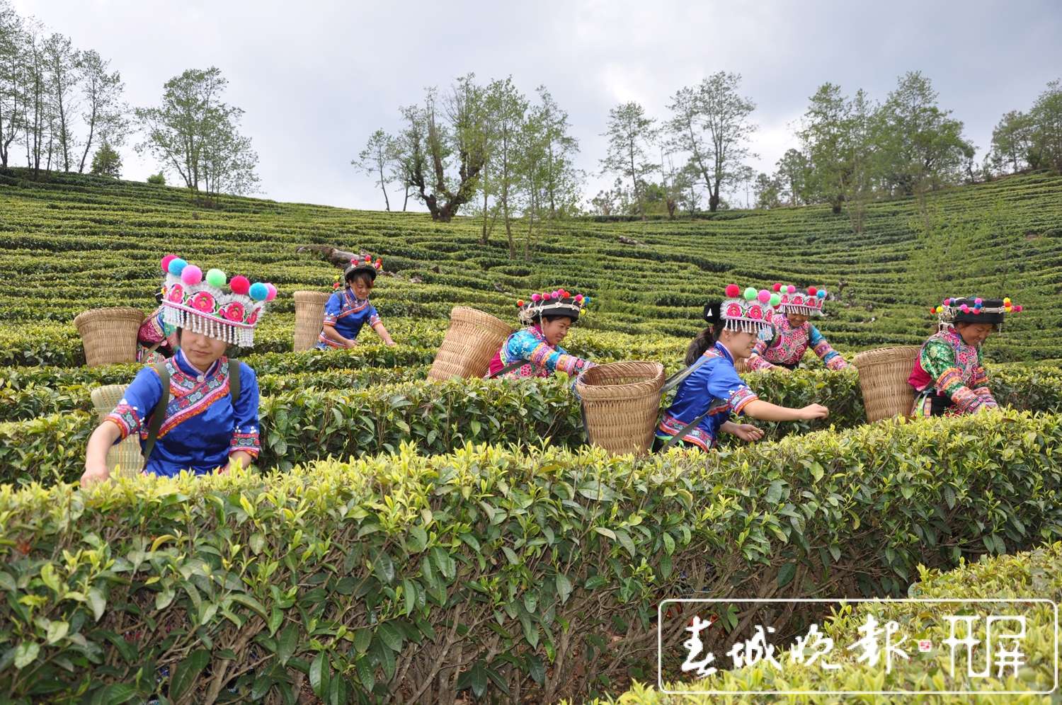 云龙：生态持续向好！两个森林修复案例入选COP15全球案例  彝乡茶叶圆了群众致富梦 0.jpg