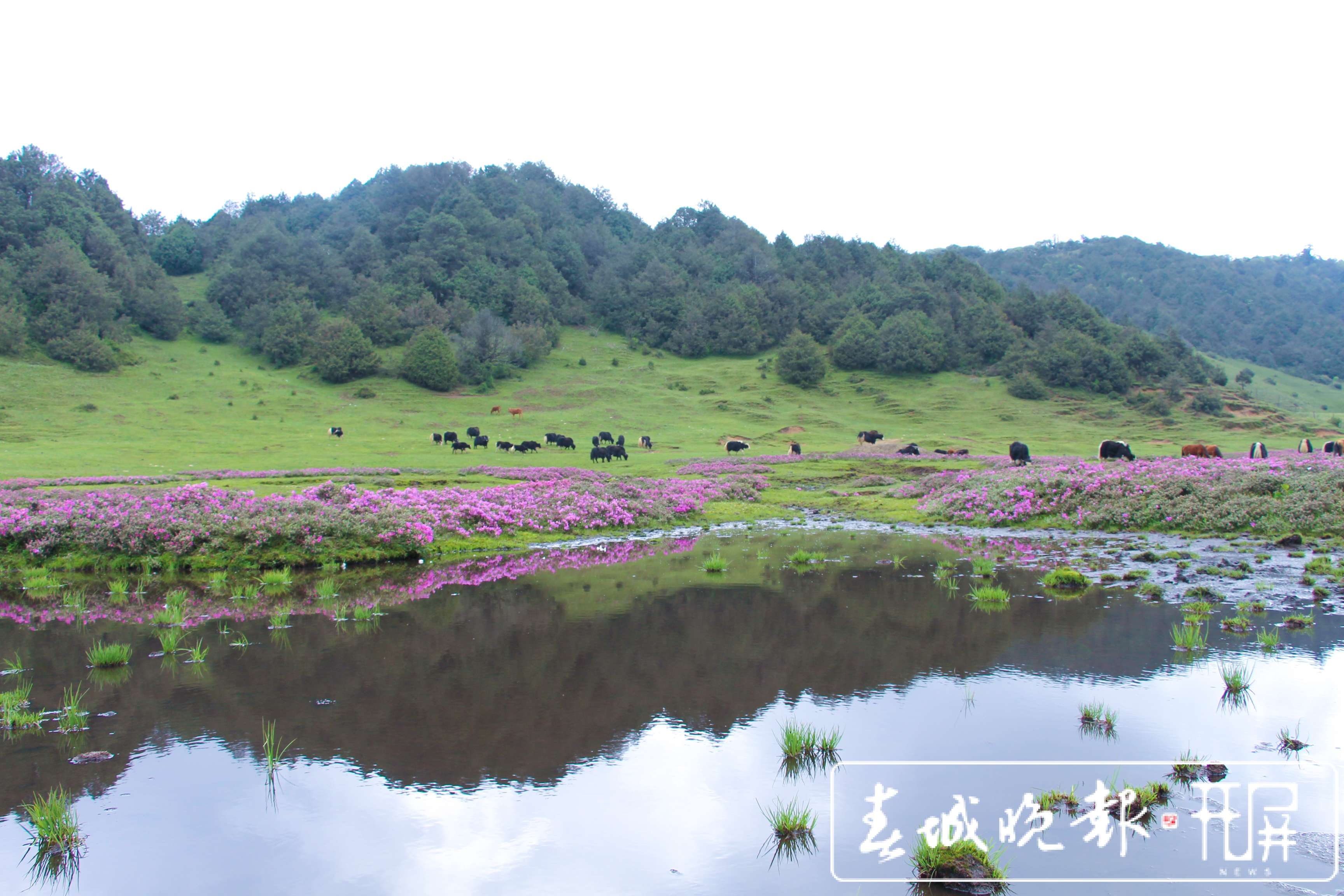 云龙：生态持续向好！两个森林修复案例入选COP15全球案例 (11).jpg