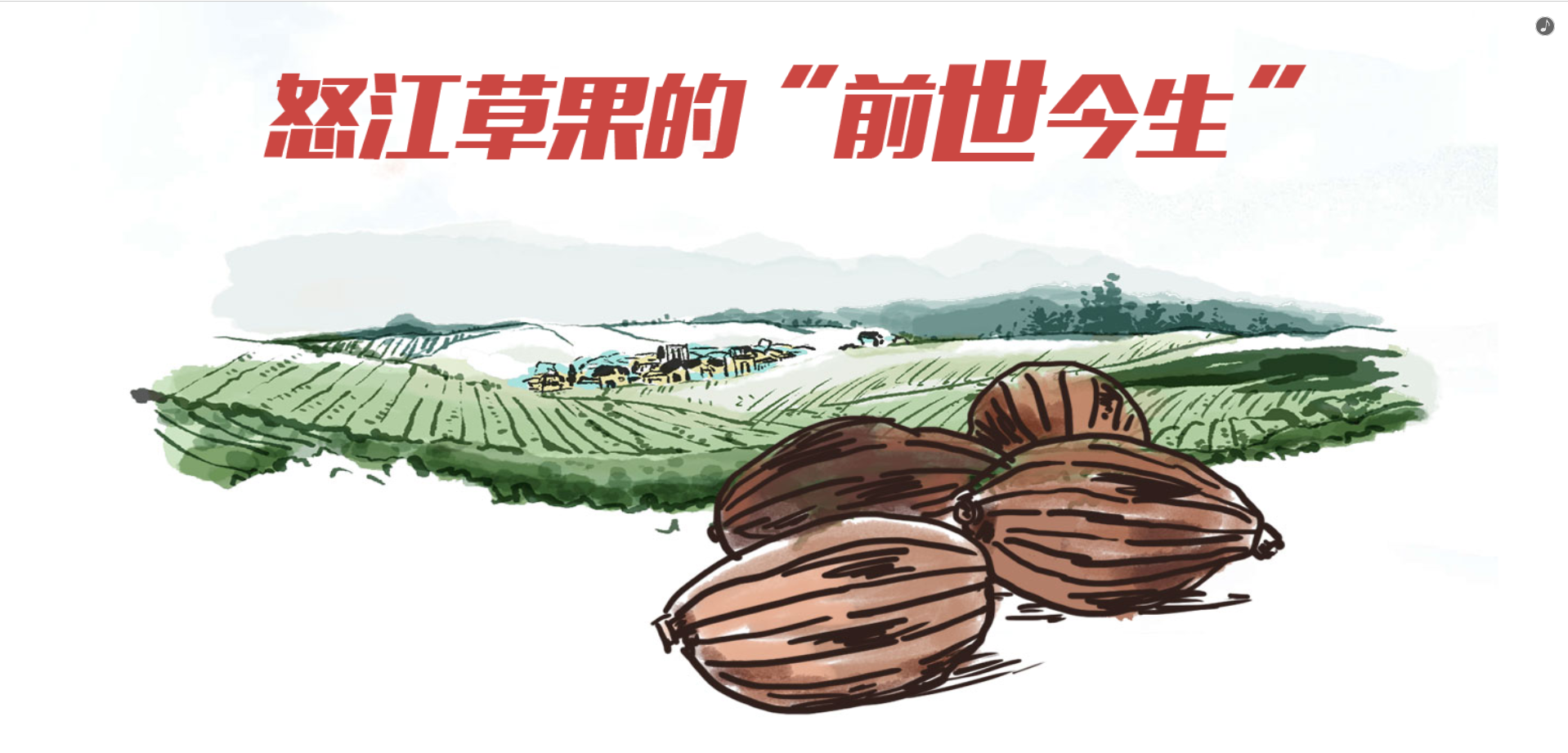 【怒江草果正红火】长卷 | 怒江草果的“前世今生”