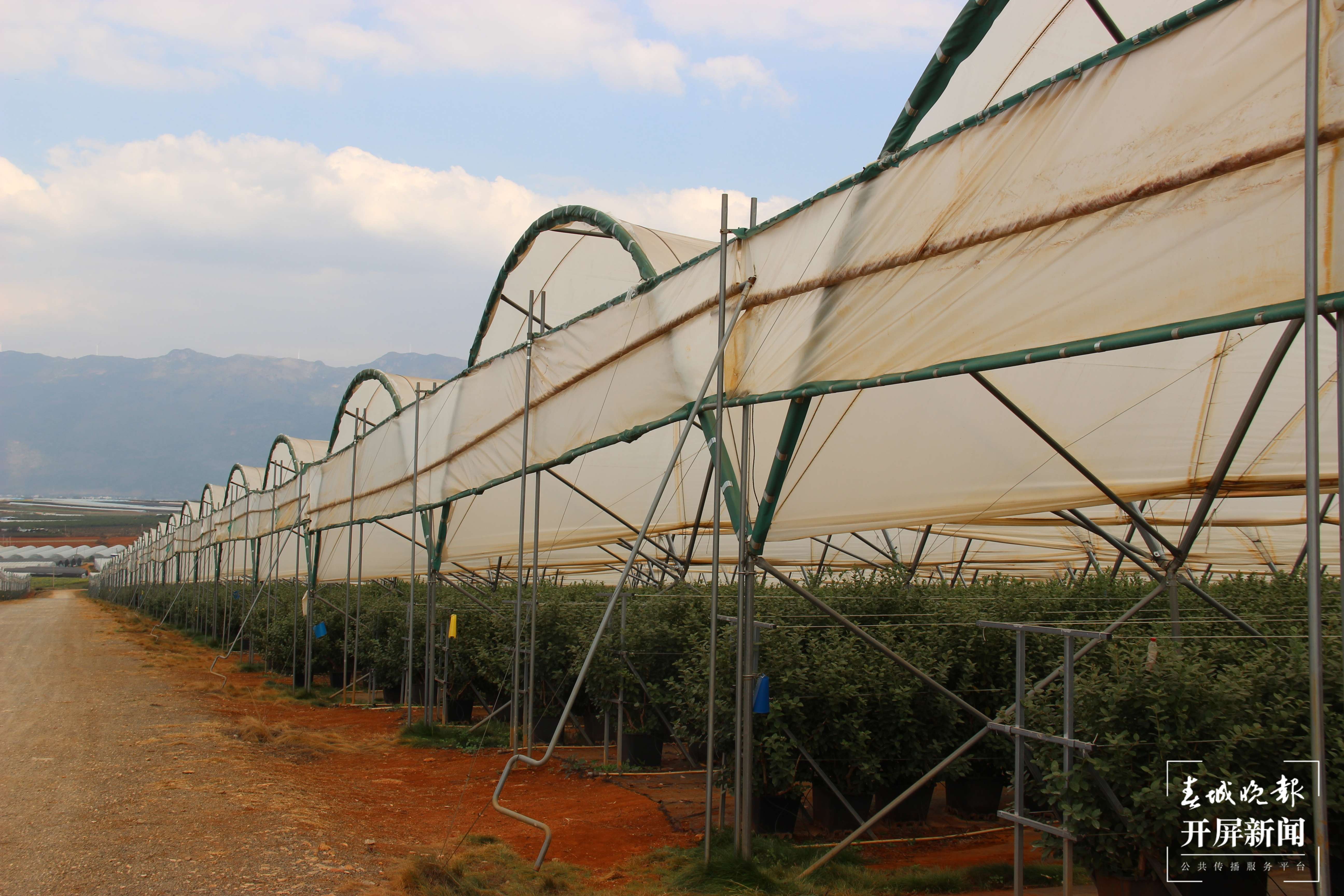 58（蒙自）数字农业示范基地：现代农业“丰”景独好5.jpg