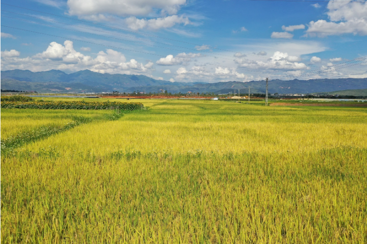 羊街乡：多点开花结硕果 托起产业致富梦3.png