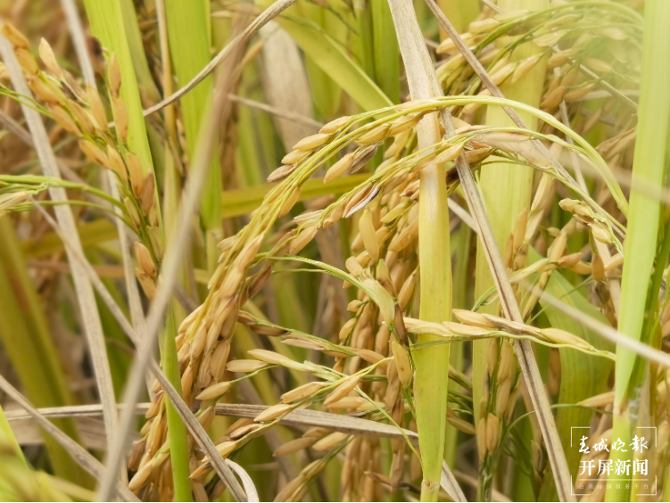 羊街乡：多点开花结硕果 托起产业致富梦1.png