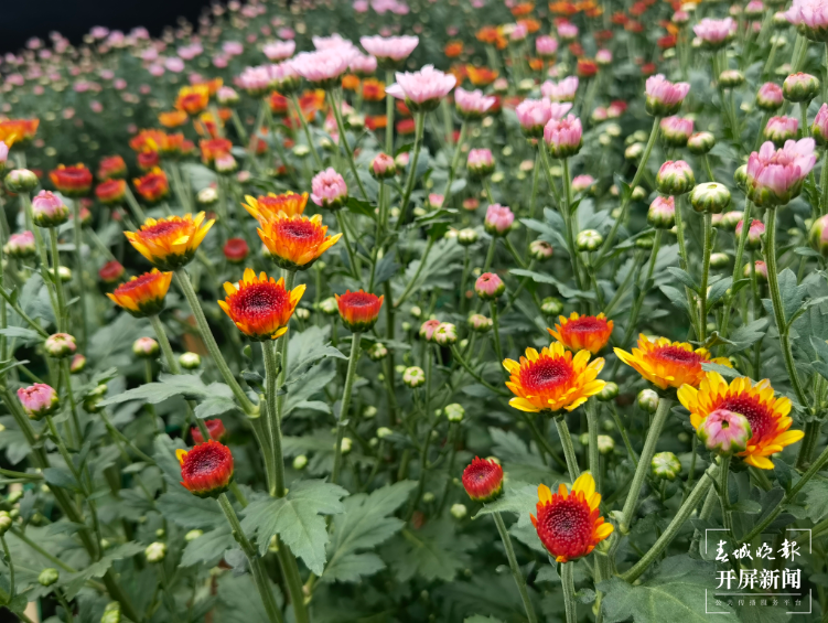 羊街乡：多点开花结硕果 托起产业致富梦6.png