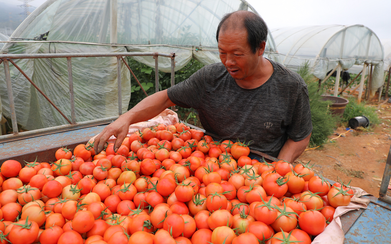 文明开远绽芳华｜乍黑甸社区：小小西红柿映红乡村振兴路