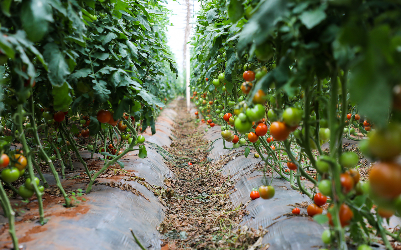 文明开远绽芳华｜乍黑甸社区：小小西红柿映红乡村振兴路