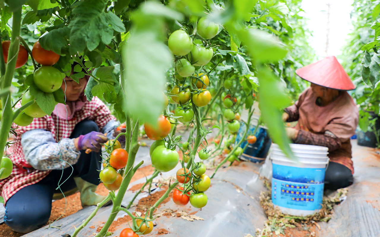 文明开远绽芳华｜乍黑甸社区：小小西红柿映红乡村振兴路