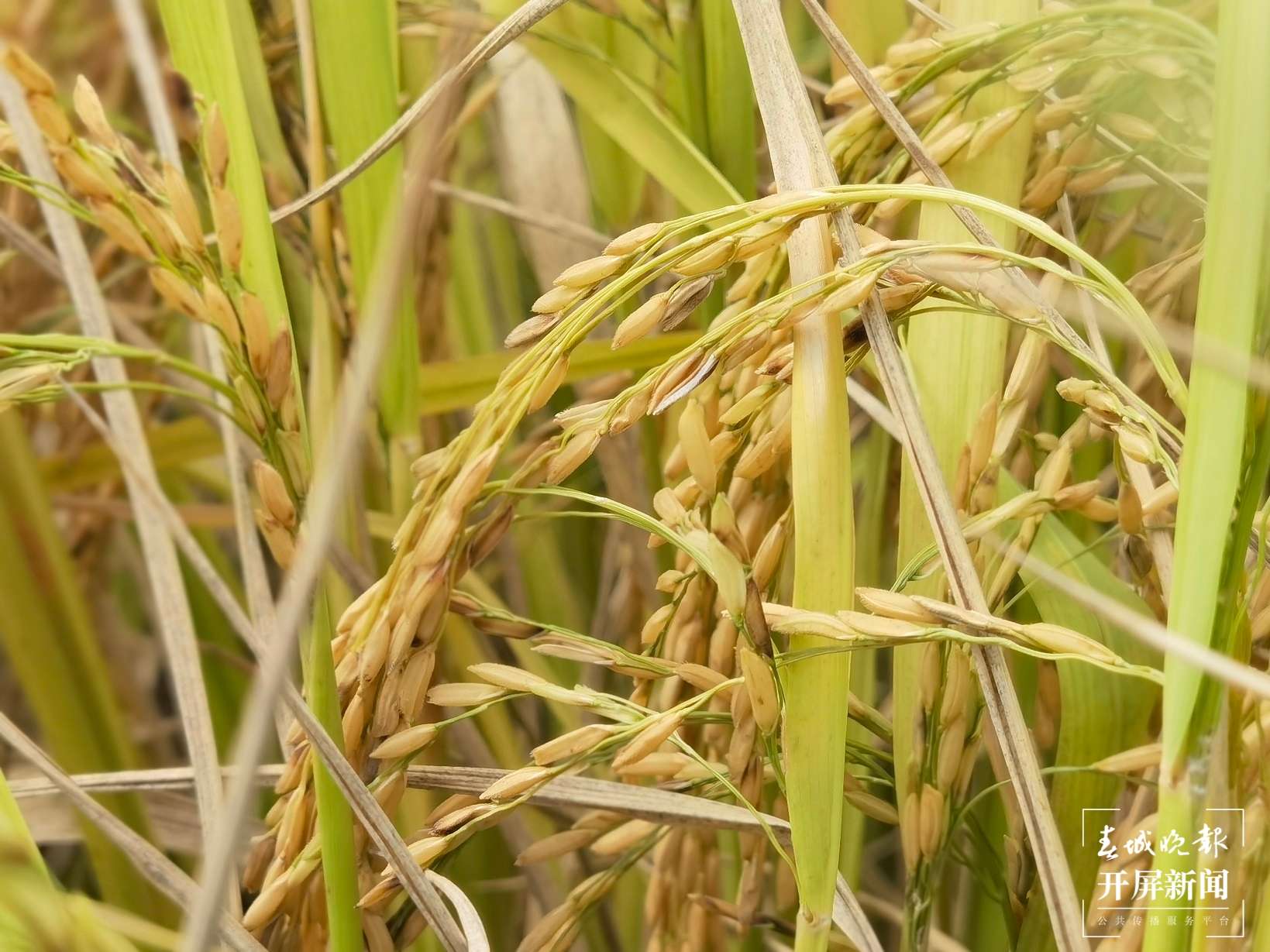 文明开远绽芳华｜羊街乡：多点开花结硕果 托起产业致富梦