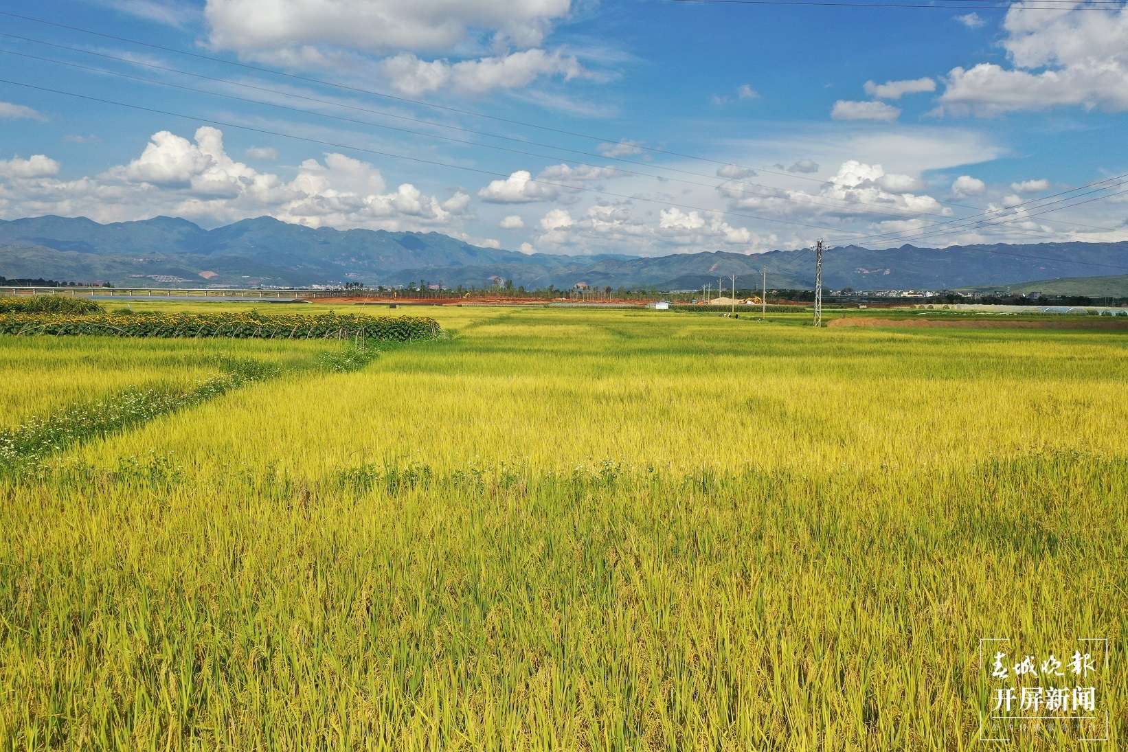 文明开远绽芳华｜羊街乡：多点开花结硕果 托起产业致富梦