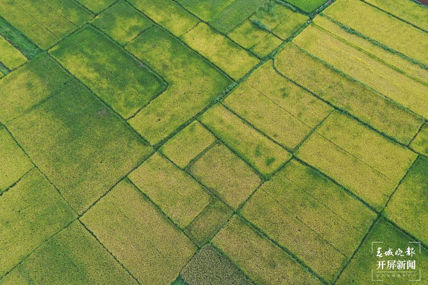 文明开远绽芳华｜羊街乡：多点开花结硕果 托起产业致富梦