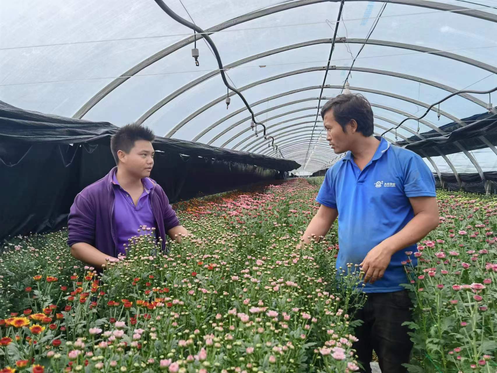 文明开远绽芳华｜羊街乡：多点开花结硕果 托起产业致富梦