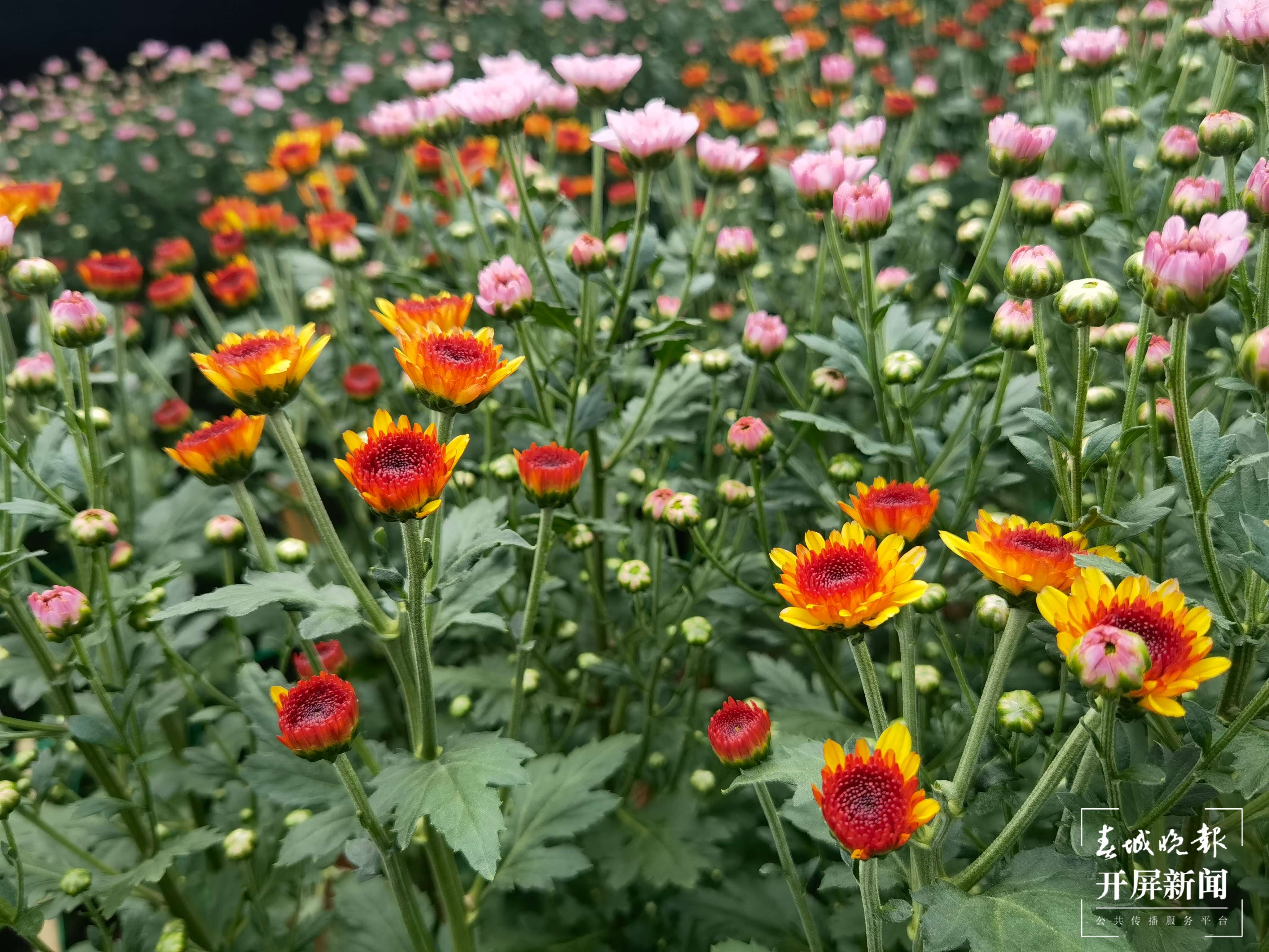 文明开远绽芳华｜羊街乡：多点开花结硕果 托起产业致富梦