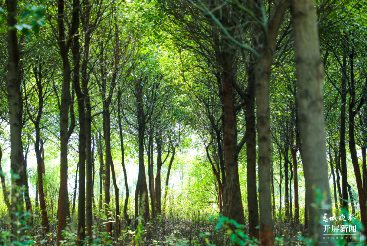开远：“含绿量”升了 “含金量”高了1.png