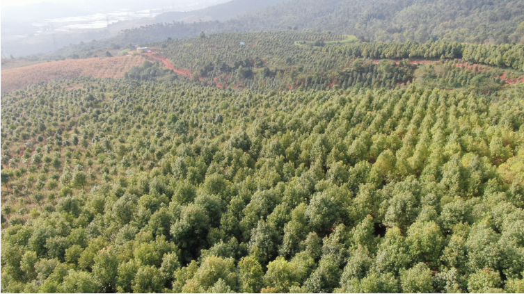 开远：“含绿量”升了 “含金量”高了4.png