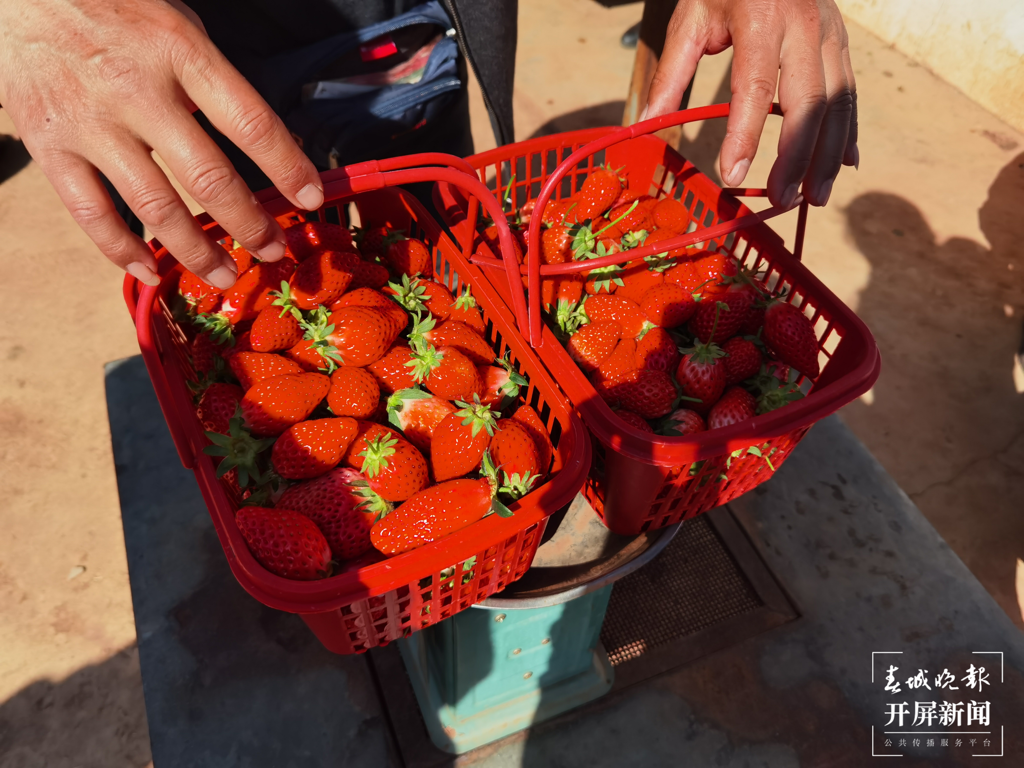 安宁螳螂川边摘草莓(春城晚报-开屏新闻记者 费丹艺 摄)