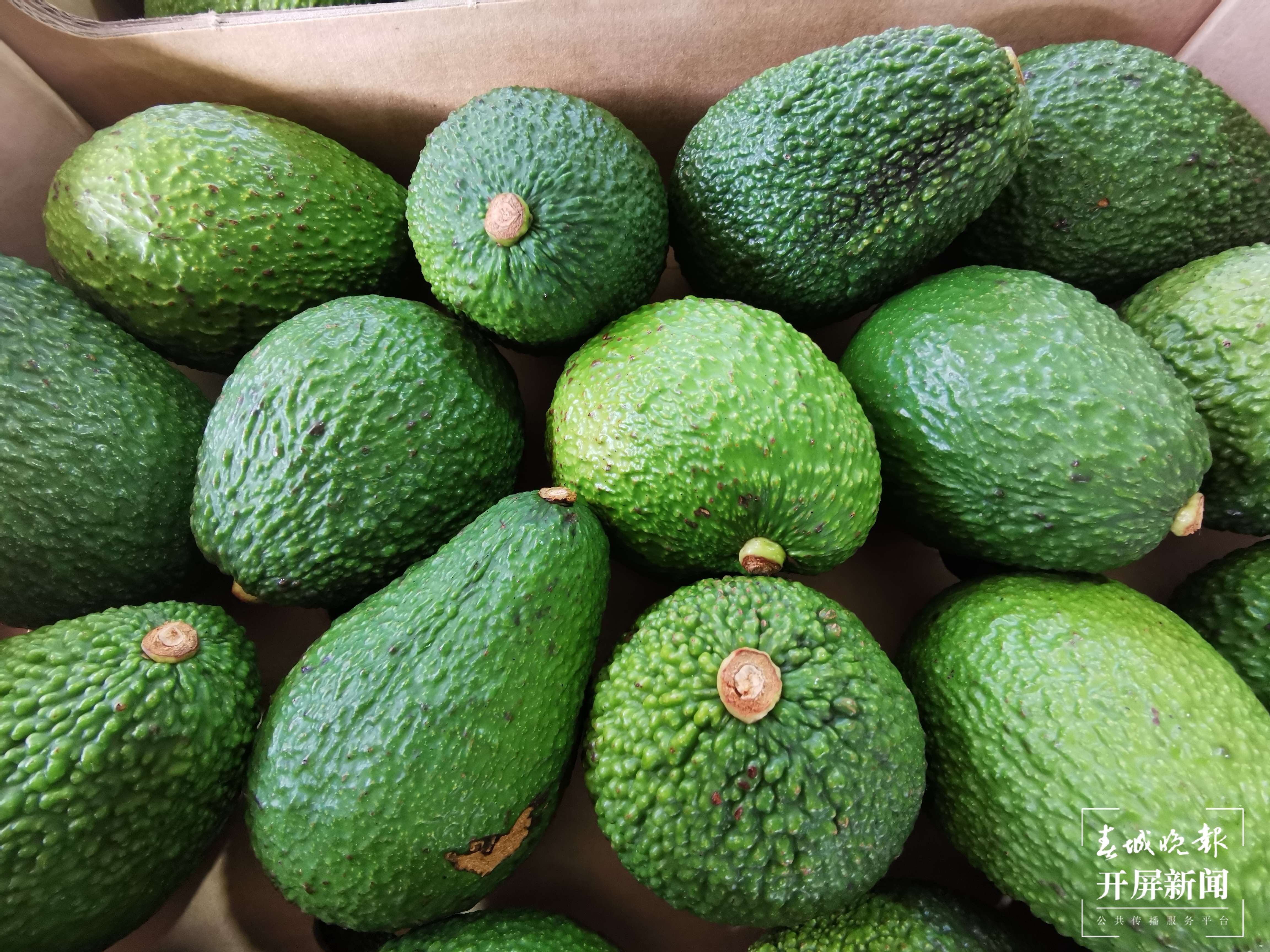 云南孟连县迎来牛油果销售旺季(开屏新闻记者 杨质高 通讯员 何有刚 摄)