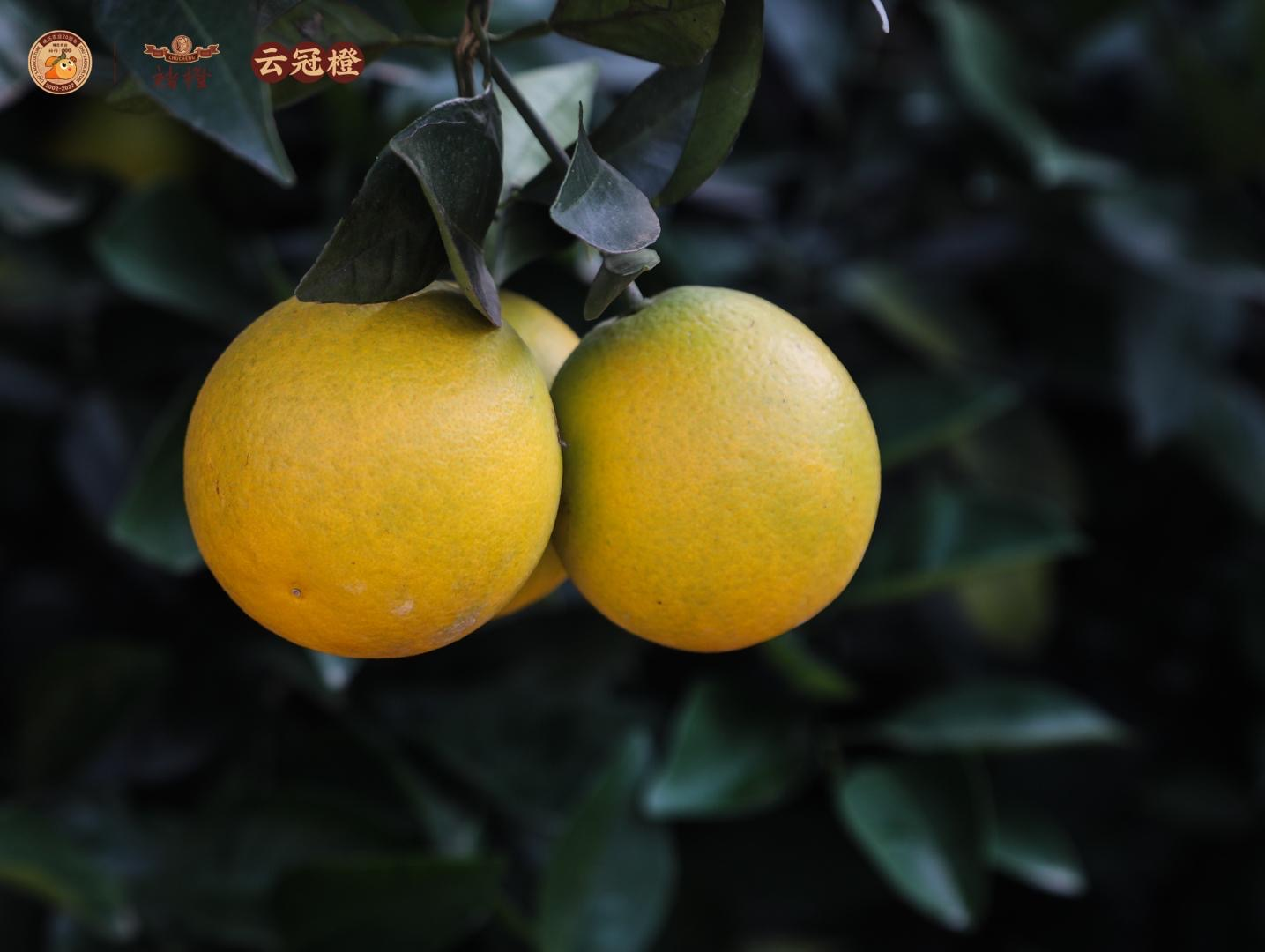 即将开园采摘!11月上旬又可品尝到褚橙和云冠橙啦