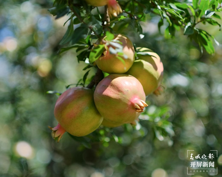 窑房村：榴香万顷 妙趣横生4.png