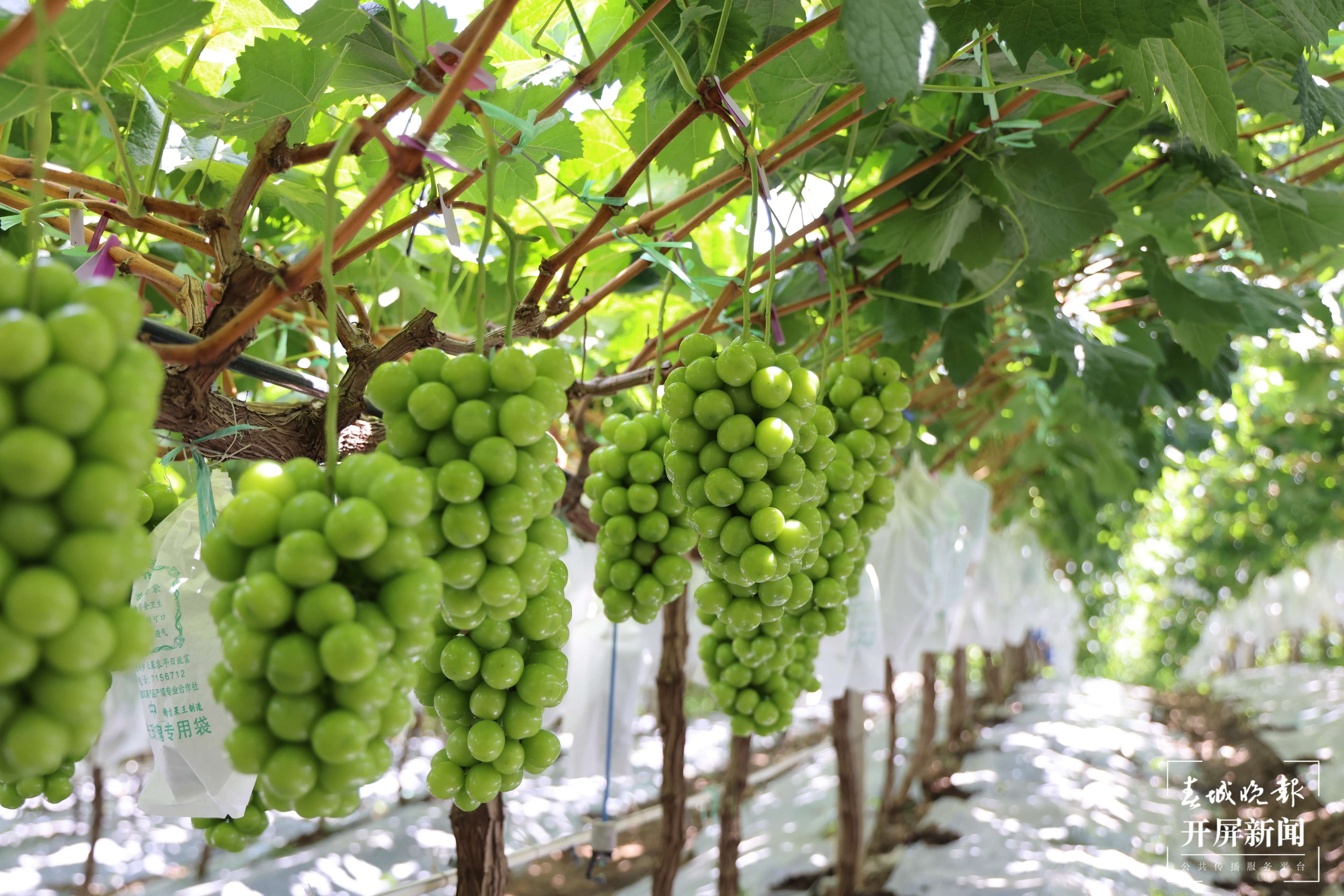 大理这十年 _ 水果产值70.6亿元！水果之乡宾川绘就城乡融合新画卷 (1).jpg