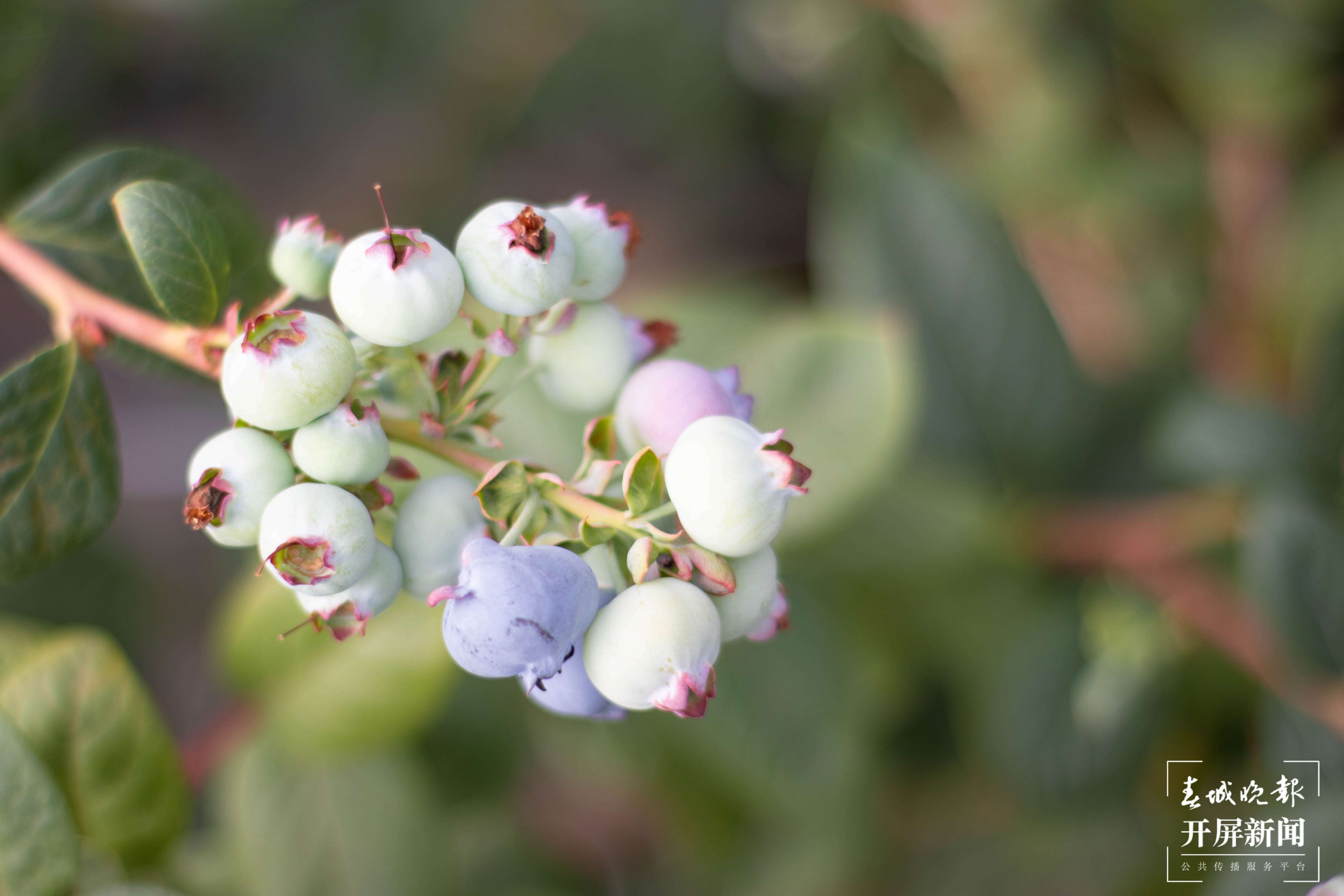 文明开远绽芳华｜香甜诱人！特色产业落地生根开出致富花
