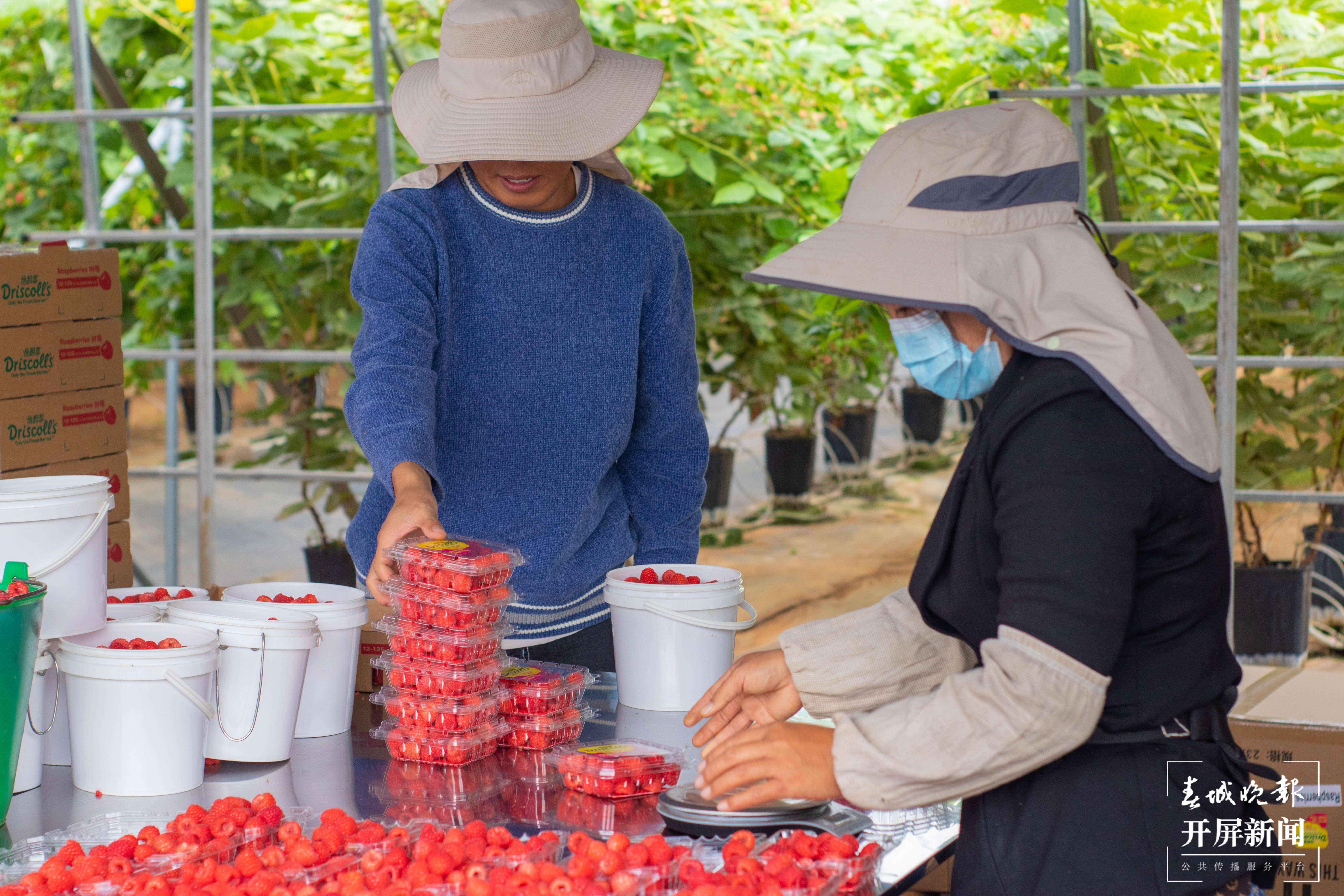文明开远绽芳华｜香甜诱人！特色产业落地生根开出致富花