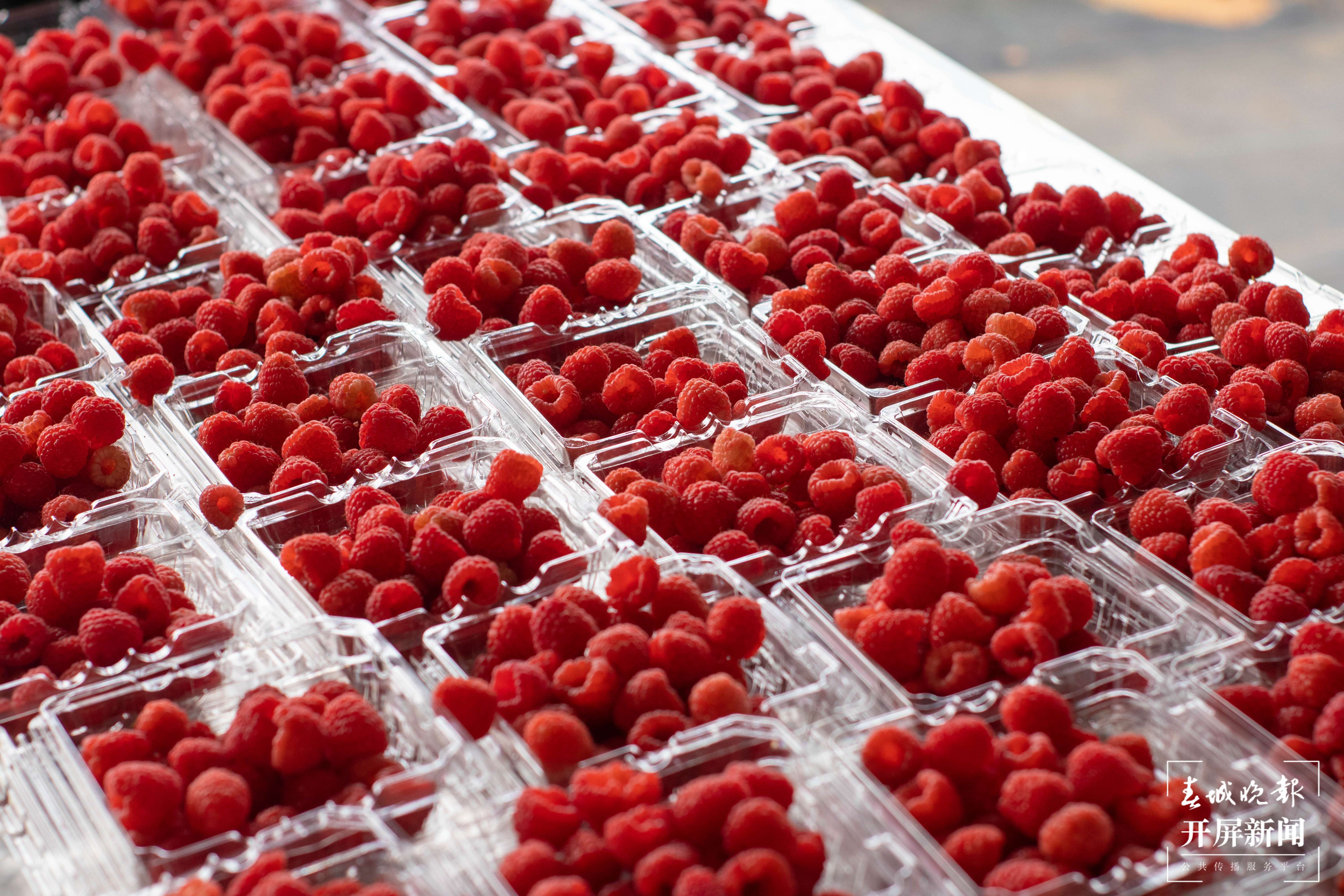 文明开远绽芳华｜香甜诱人！特色产业落地生根开出致富花