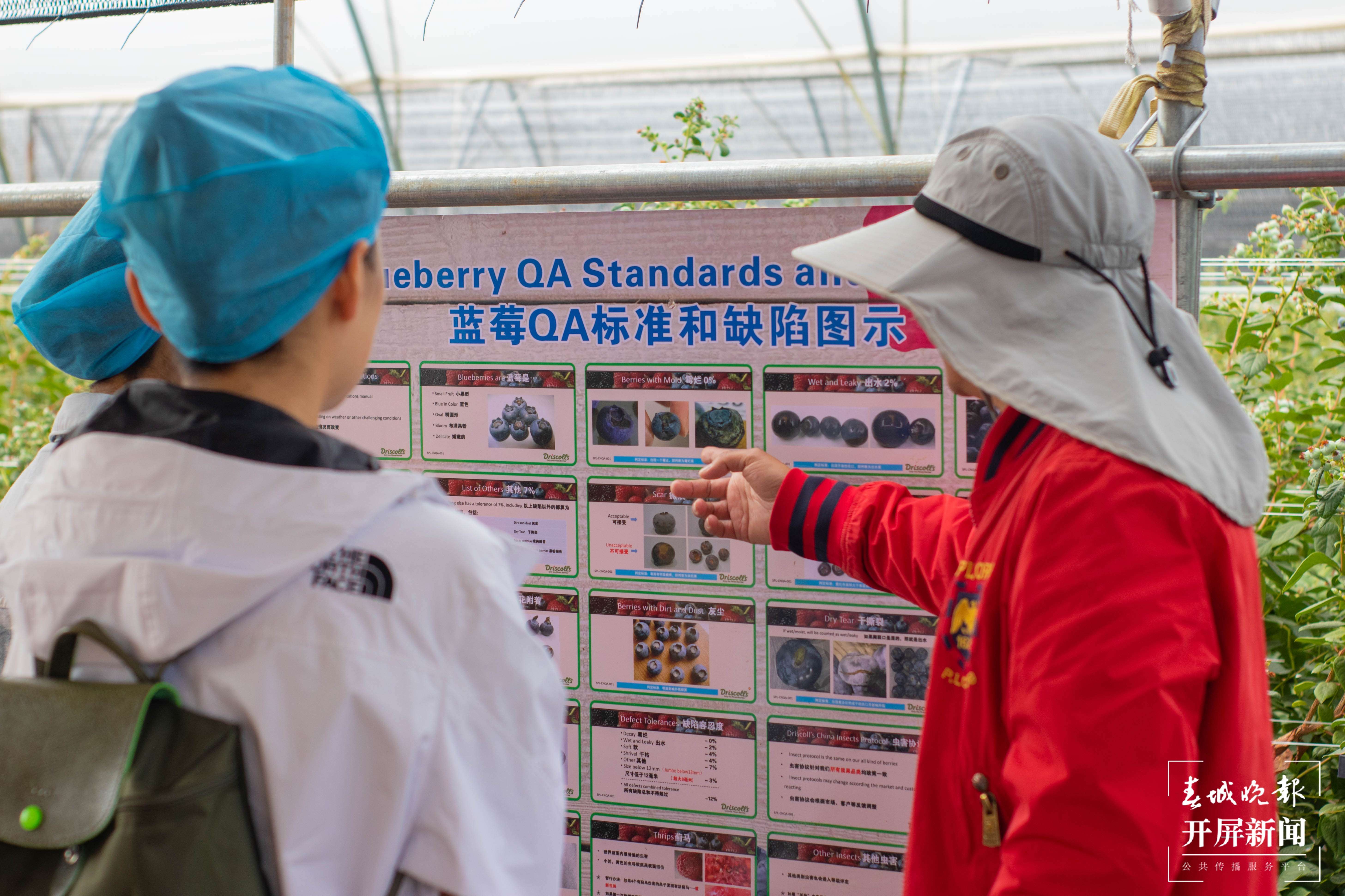 文明开远绽芳华｜香甜诱人！特色产业落地生根开出致富花