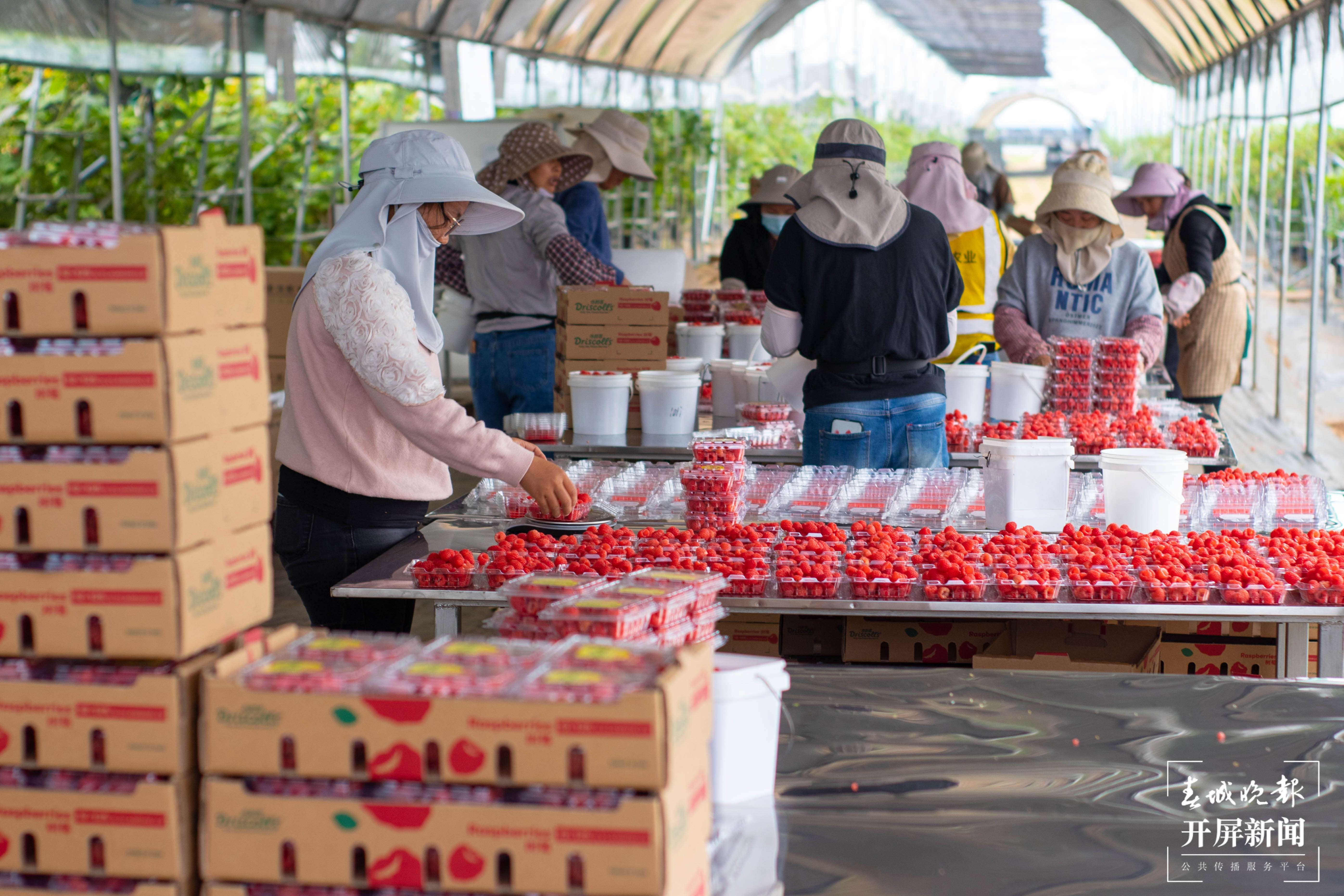 文明开远绽芳华｜香甜诱人！特色产业落地生根开出致富花