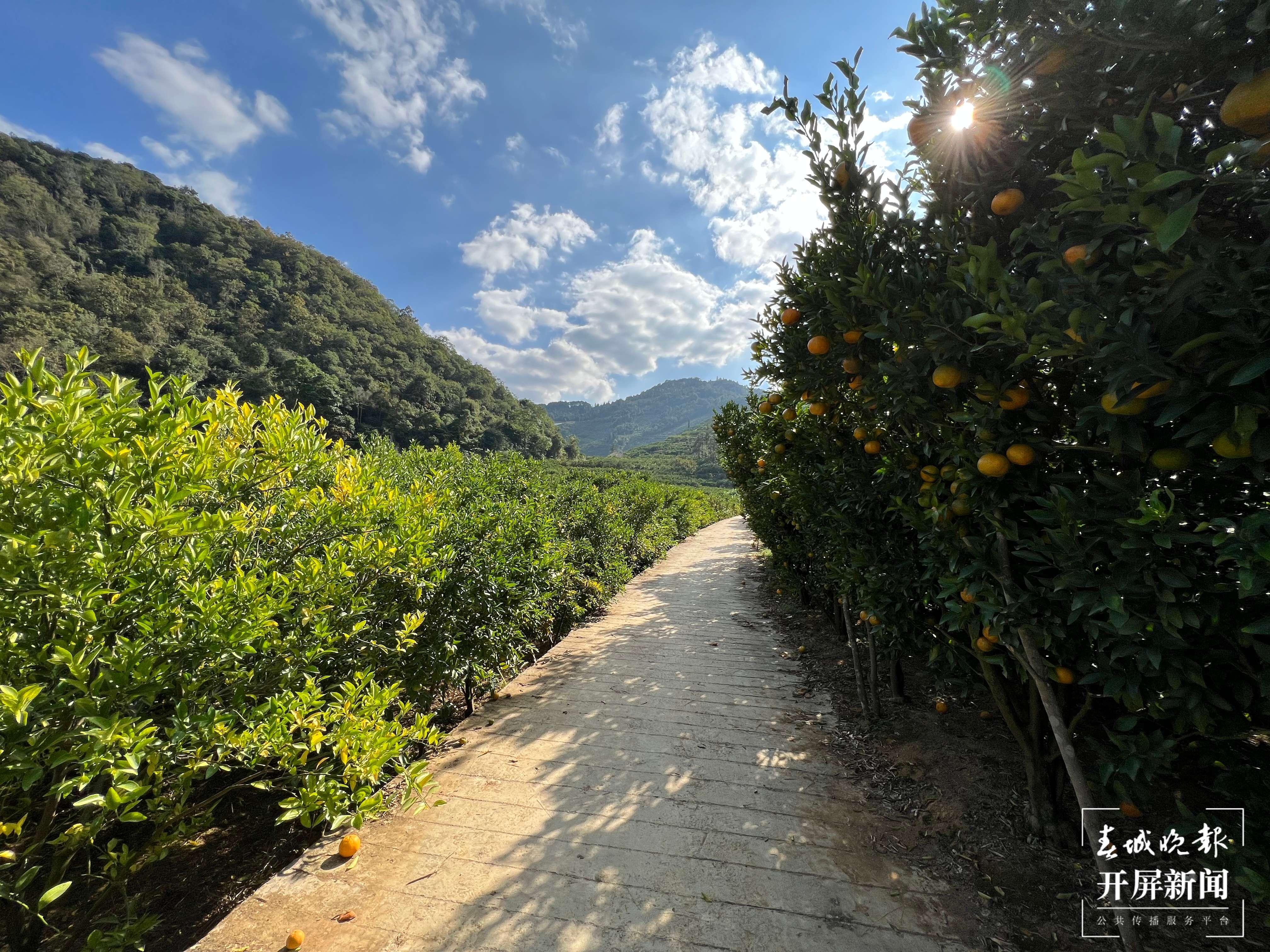 柑橘地里修通了产业路167.jpeg