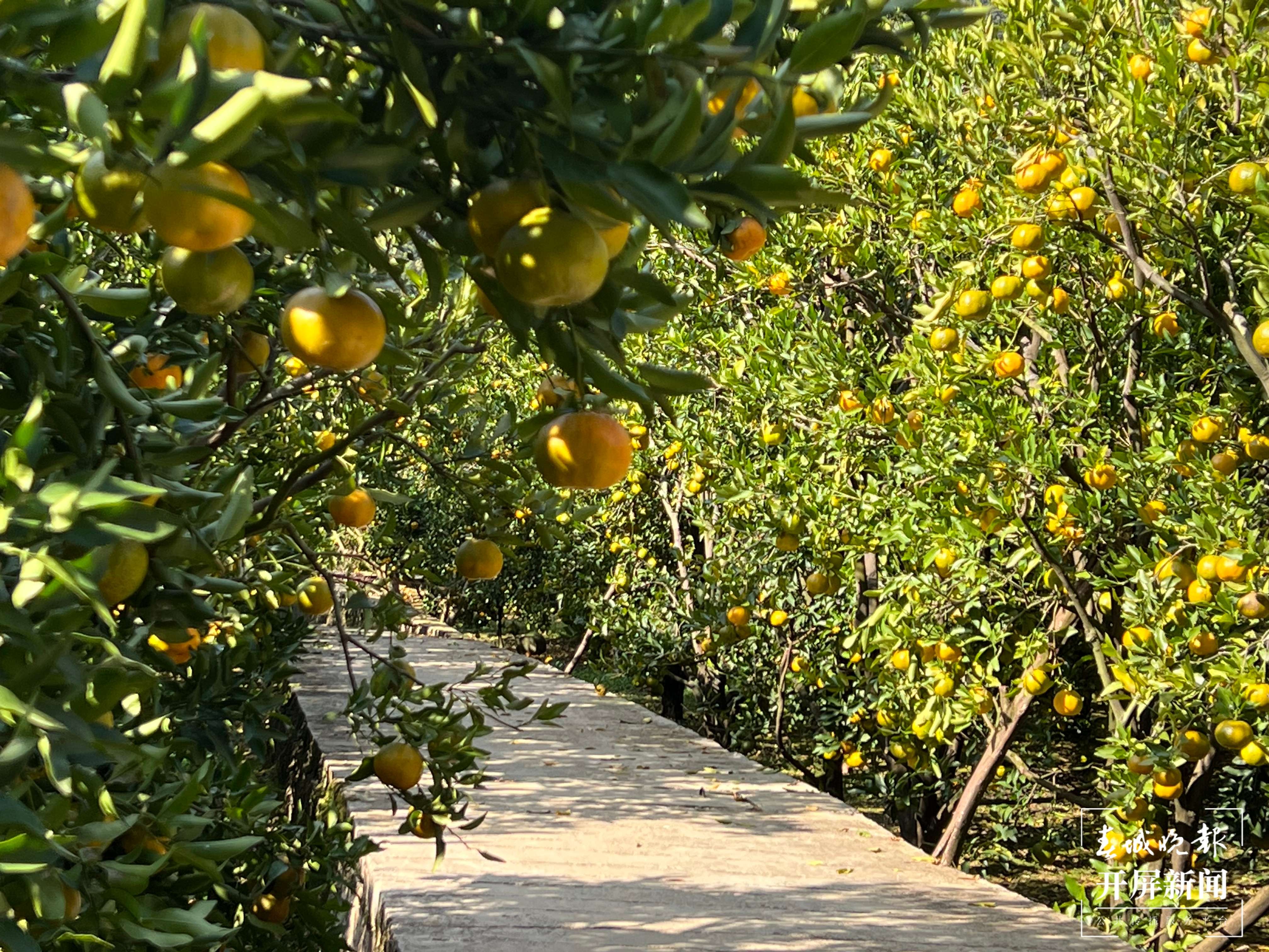 江龙村的柑橘地里修通了产业路.jpeg