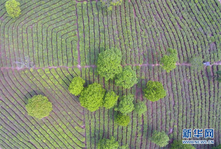 舌尖上的云南最新对外宣传片