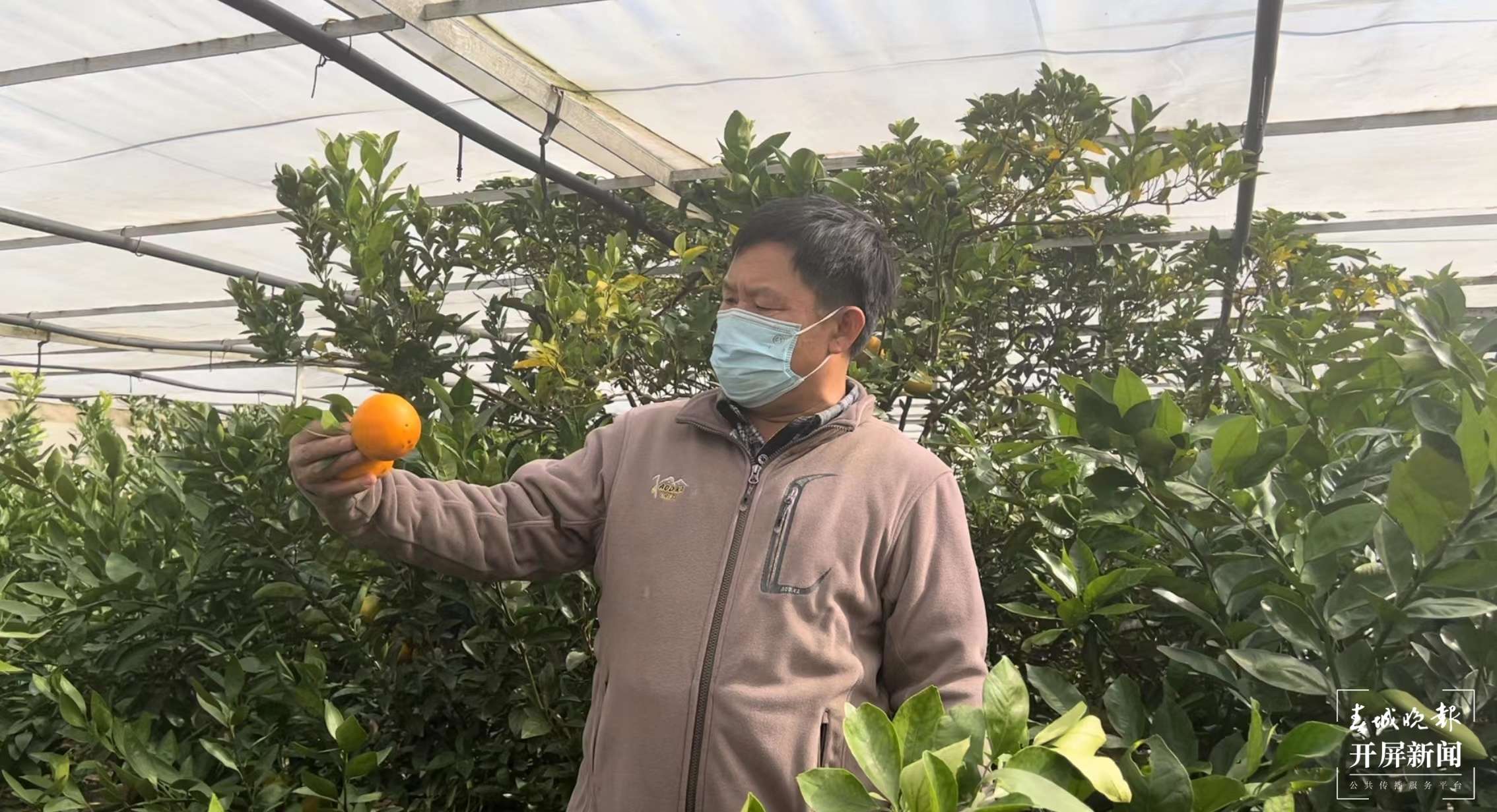 华宁新村：一生人一颗桔 一代人一棵树1.jpg