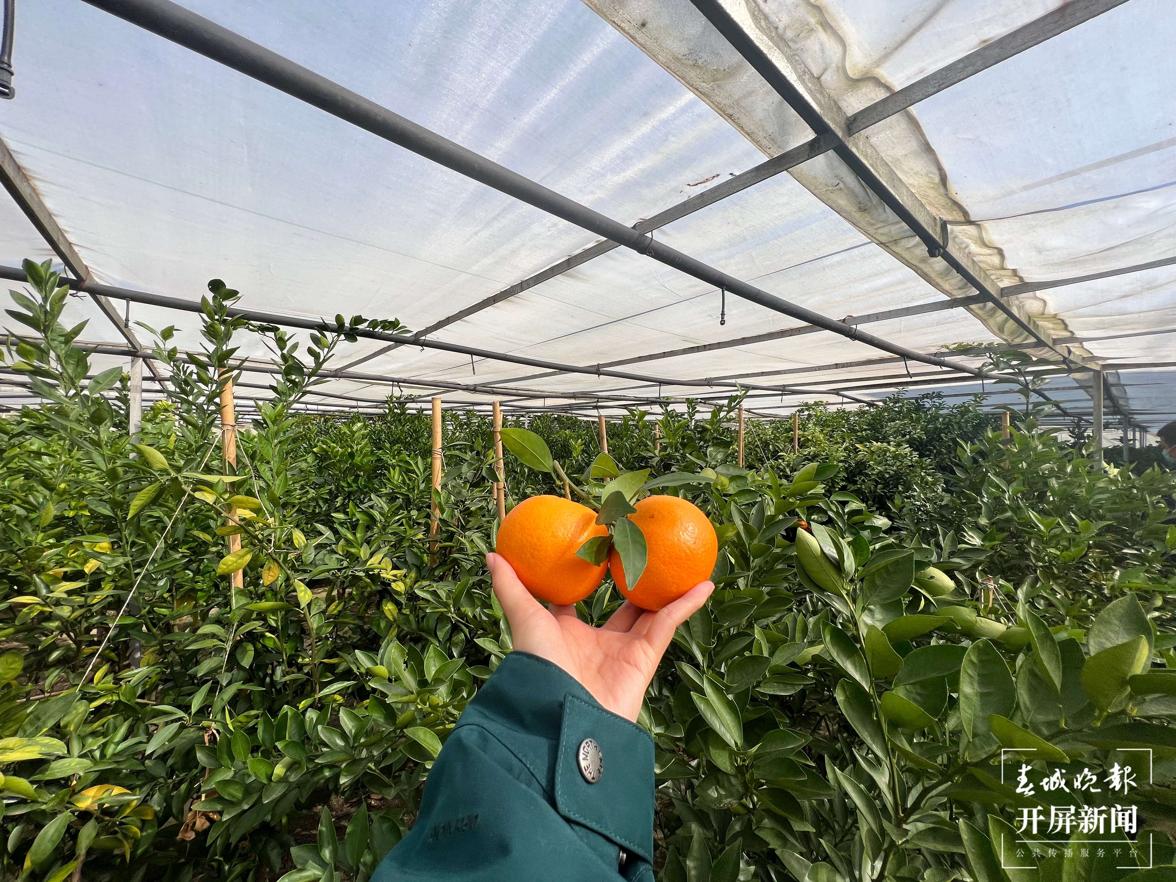 华宁新村：一生人一颗桔 一代人一棵树3.jpg