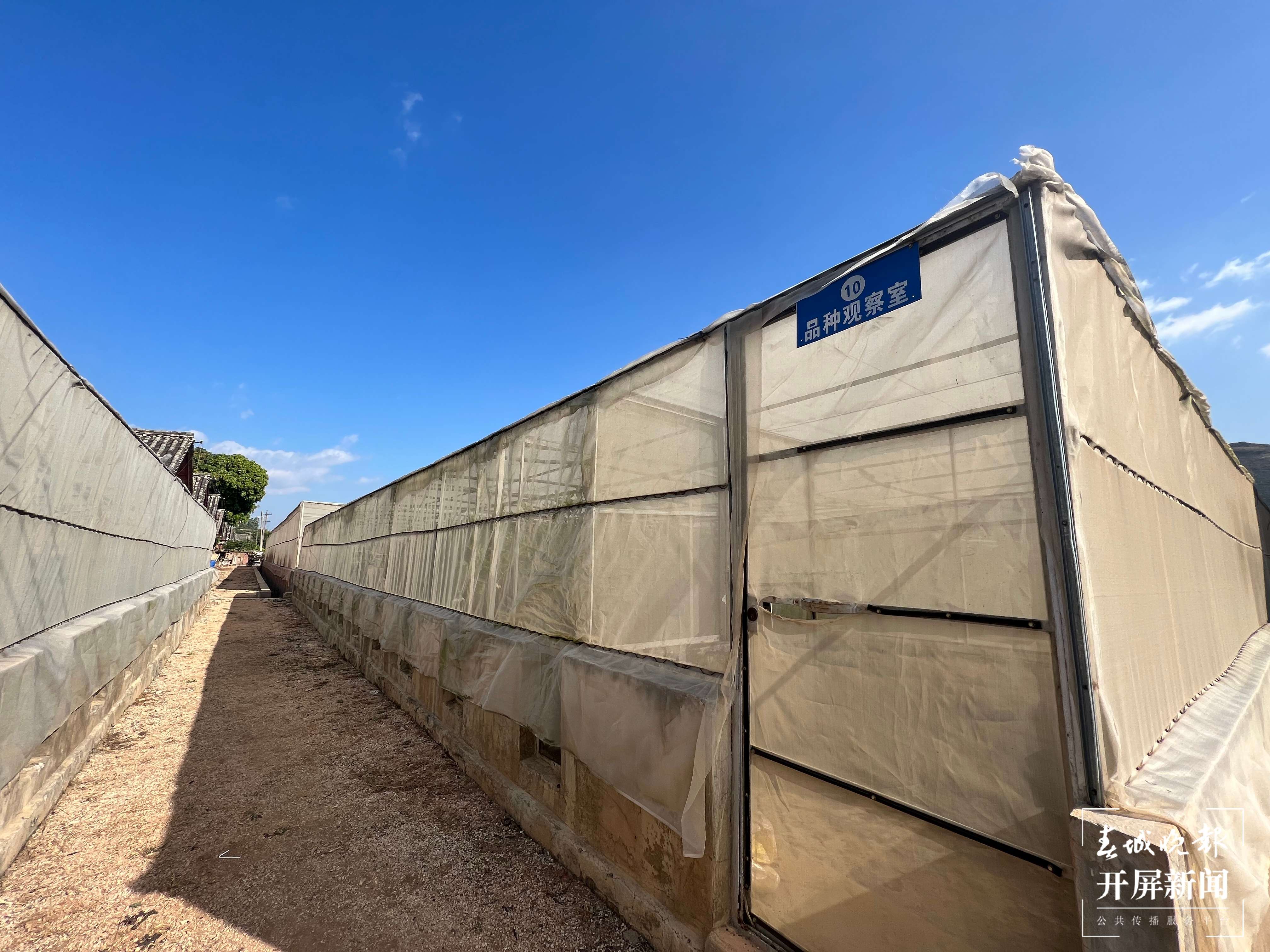 华宁新村：一生人一颗桔 一代人一棵树2.jpg