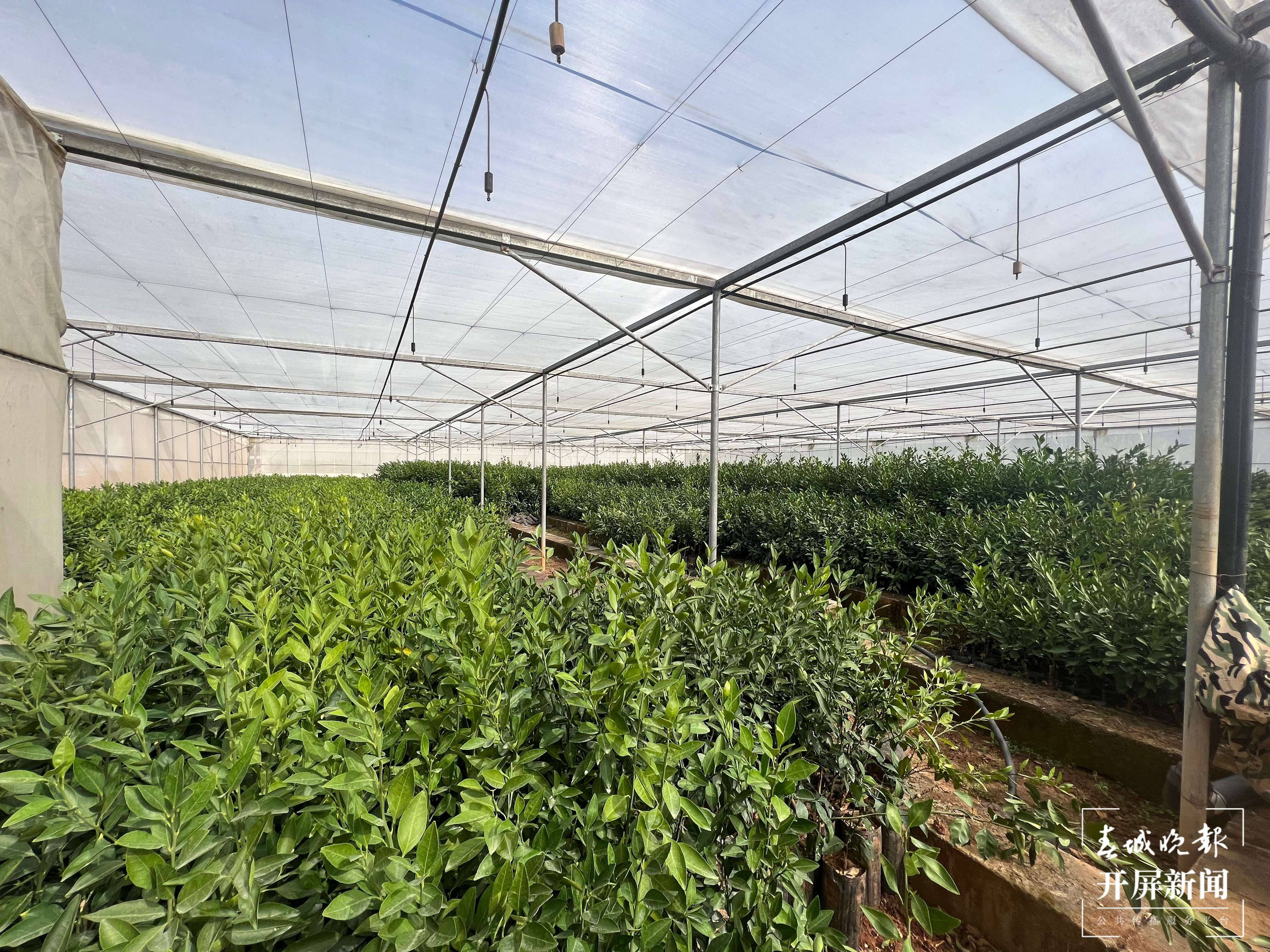 华宁新村：一生人一颗桔 一代人一棵树4.jpg