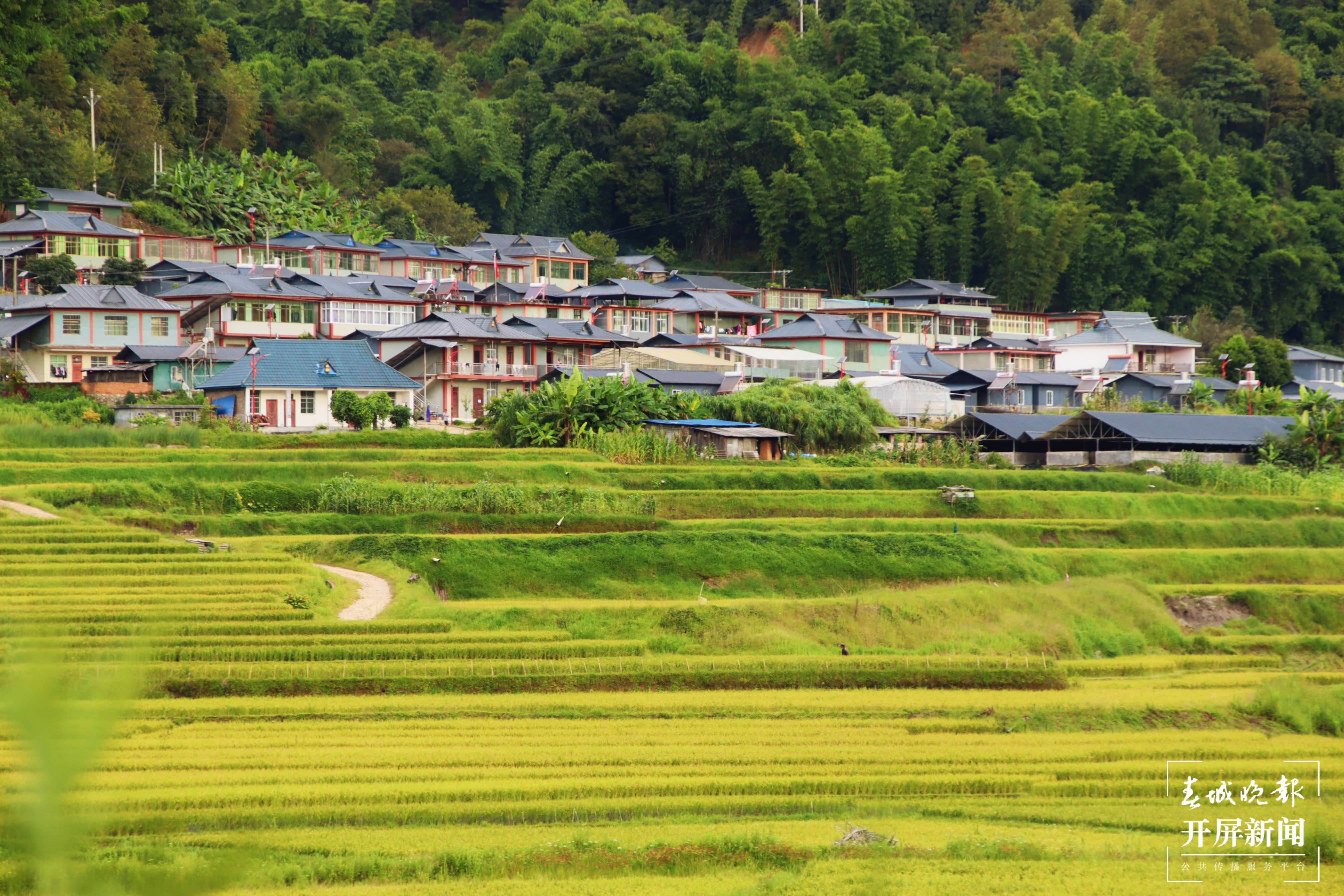 稻田围绕的澜沧县发展河乡荒坝村（云报全媒体记者 沈浩 通讯员 段贤芳 肖淑贞 摄）