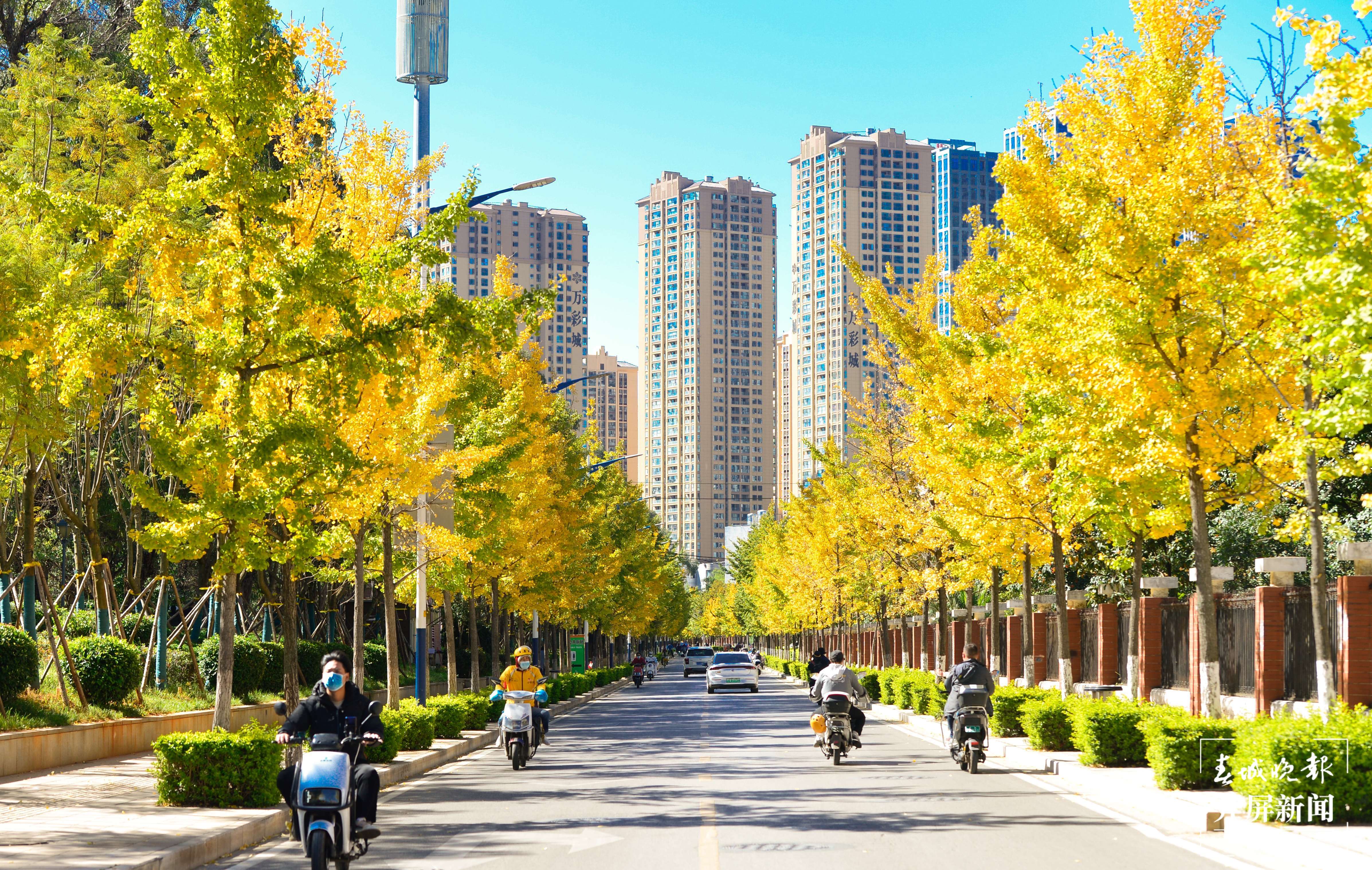 盘江西路银杏大道.jpg.jpg