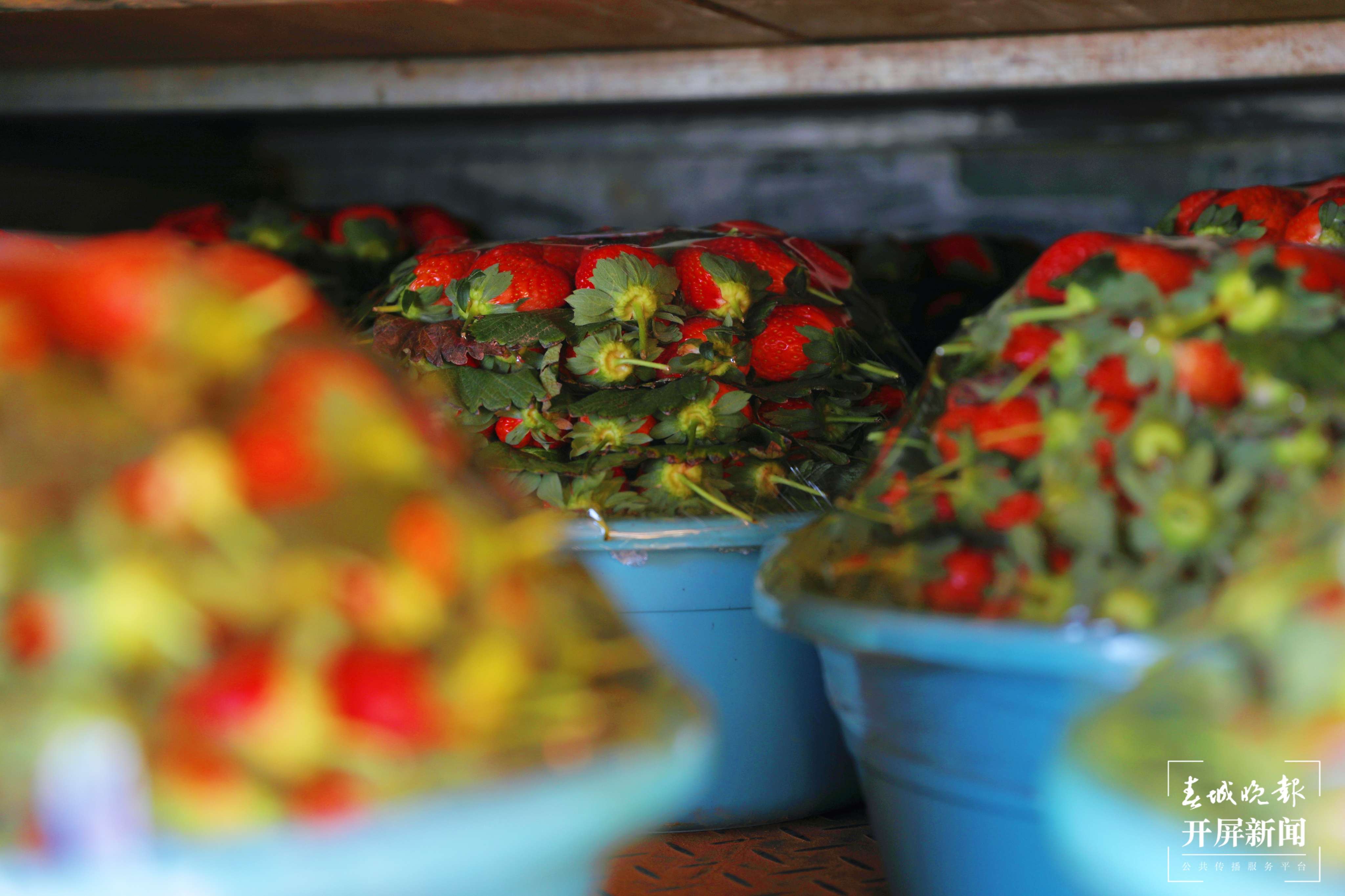 梦回千年 牵手时尚 “绣美”楚雄 | 莲池乡里草莓香