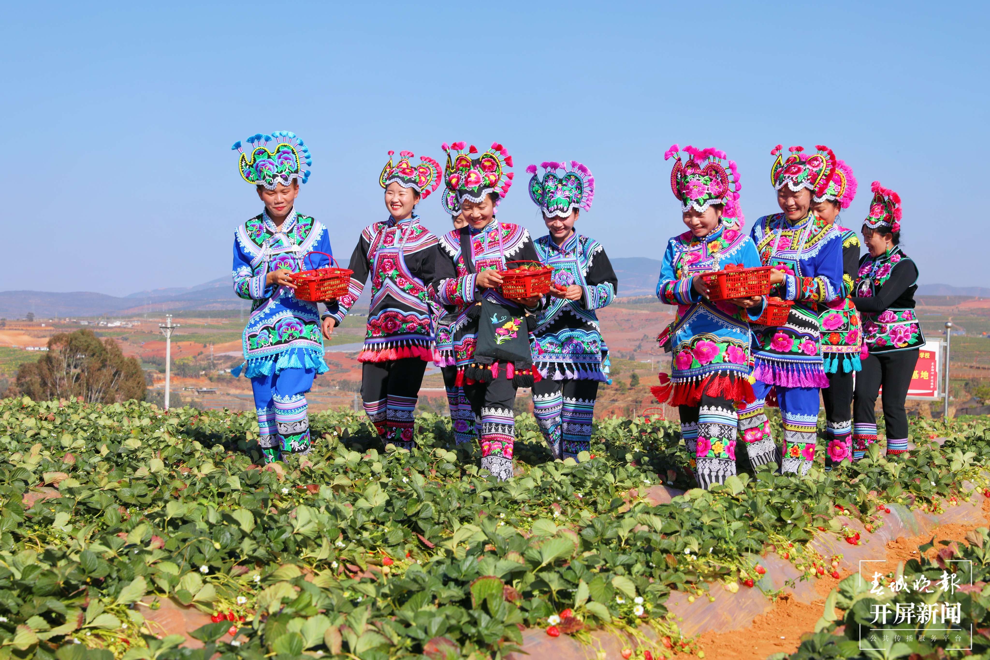 梦回千年 牵手时尚 “绣美”楚雄 | 莲池乡里草莓香