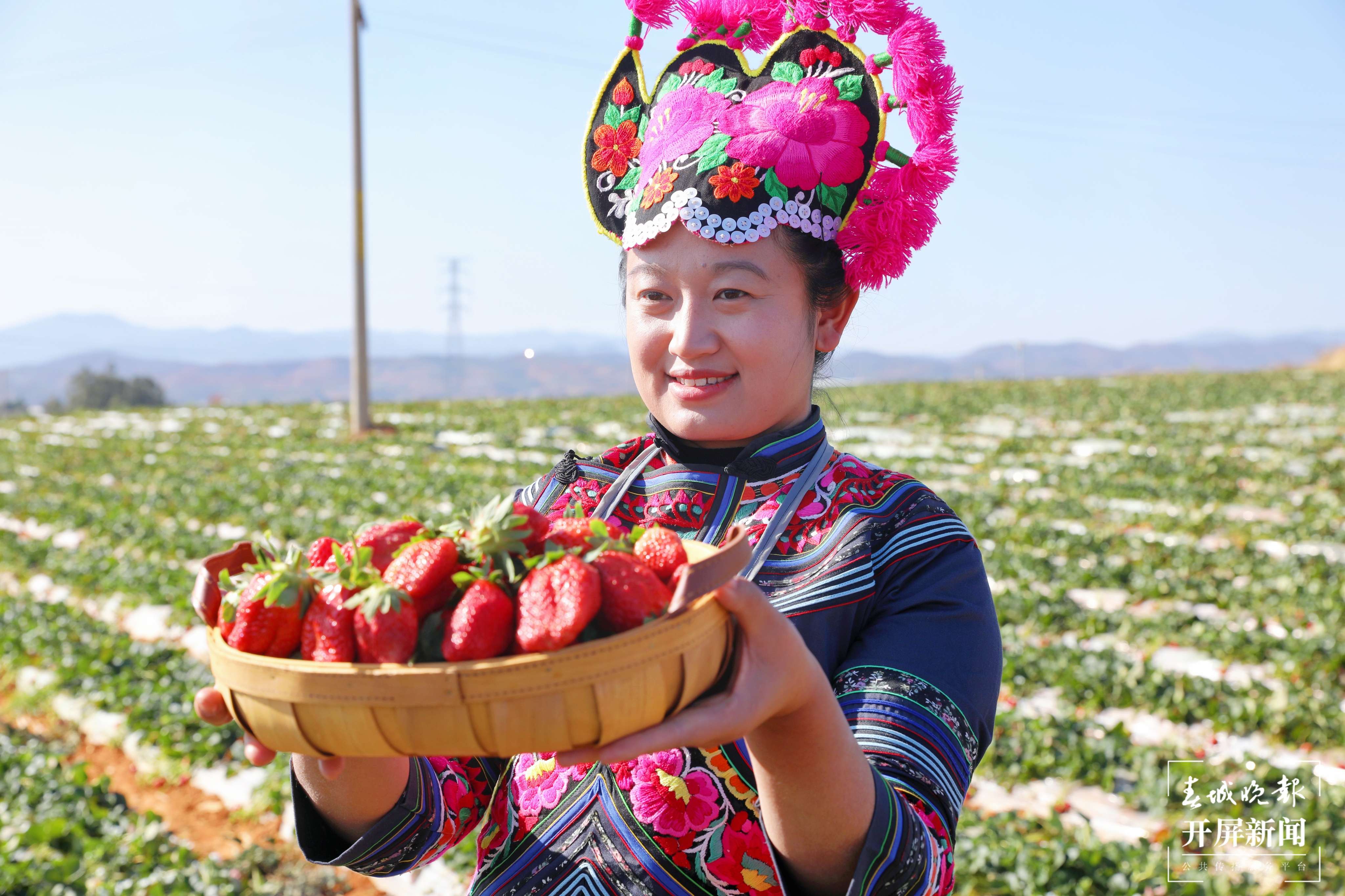 梦回千年 牵手时尚 “绣美”楚雄 | 莲池乡里草莓香
