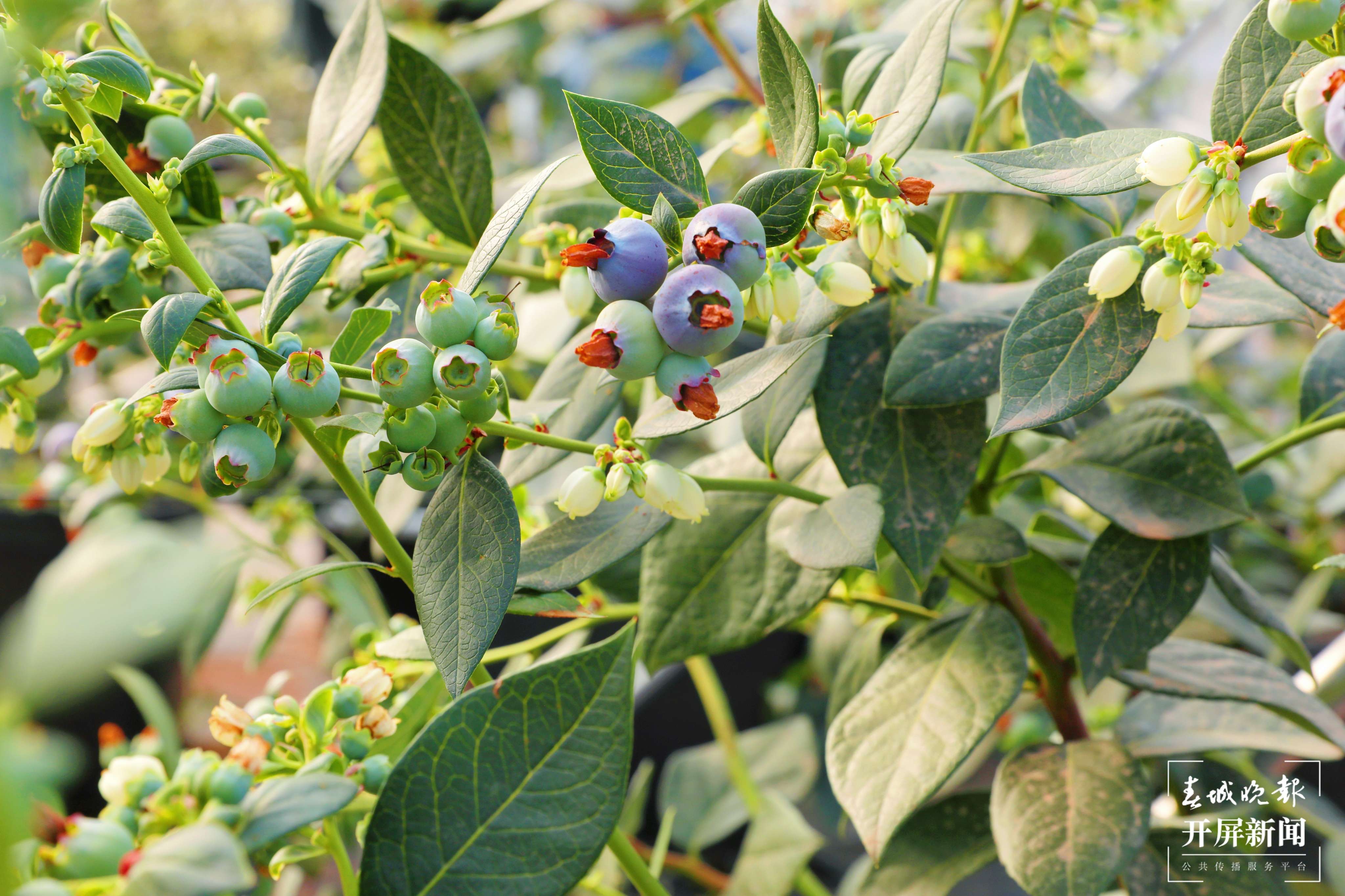 梦回千年 牵手时尚 “绣美”楚雄 | 莲池:数字赋能”莓“好生活