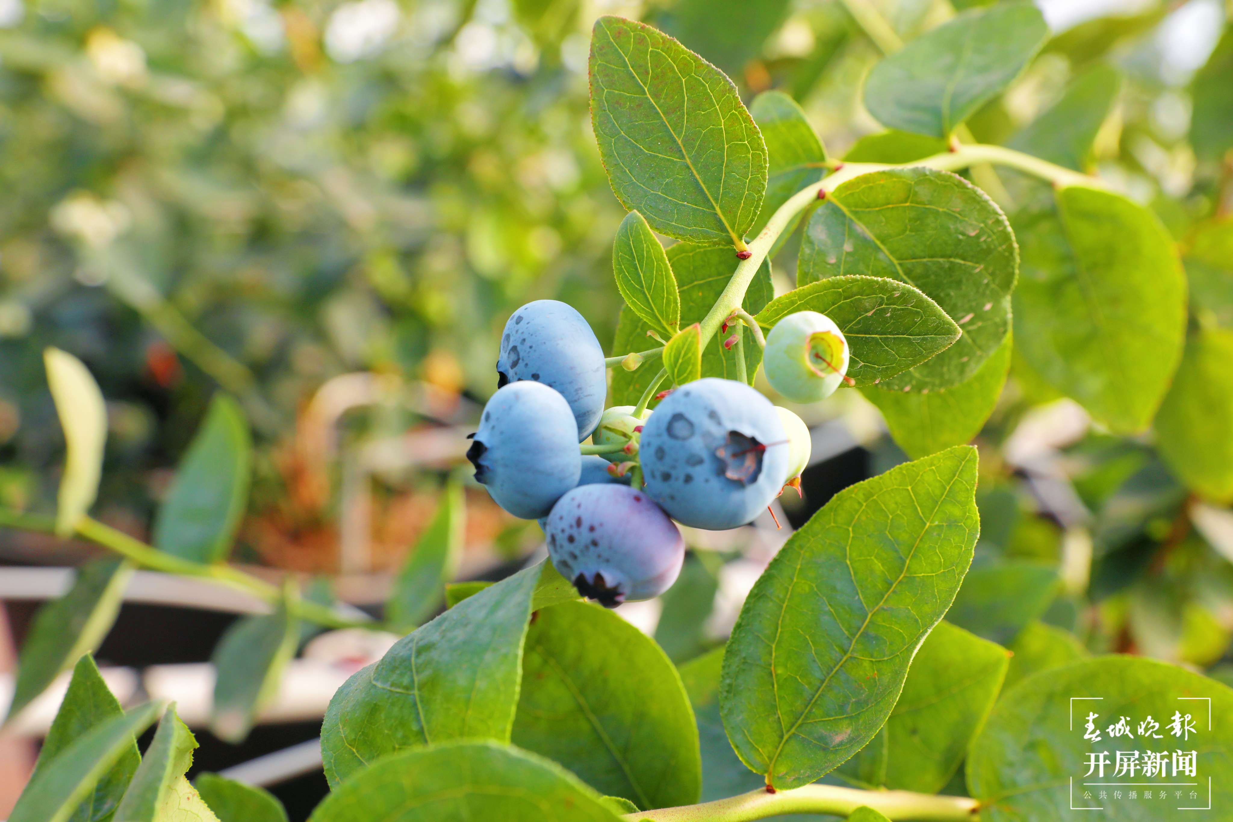 梦回千年 牵手时尚 “绣美”楚雄 | 莲池:数字赋能”莓“好生活