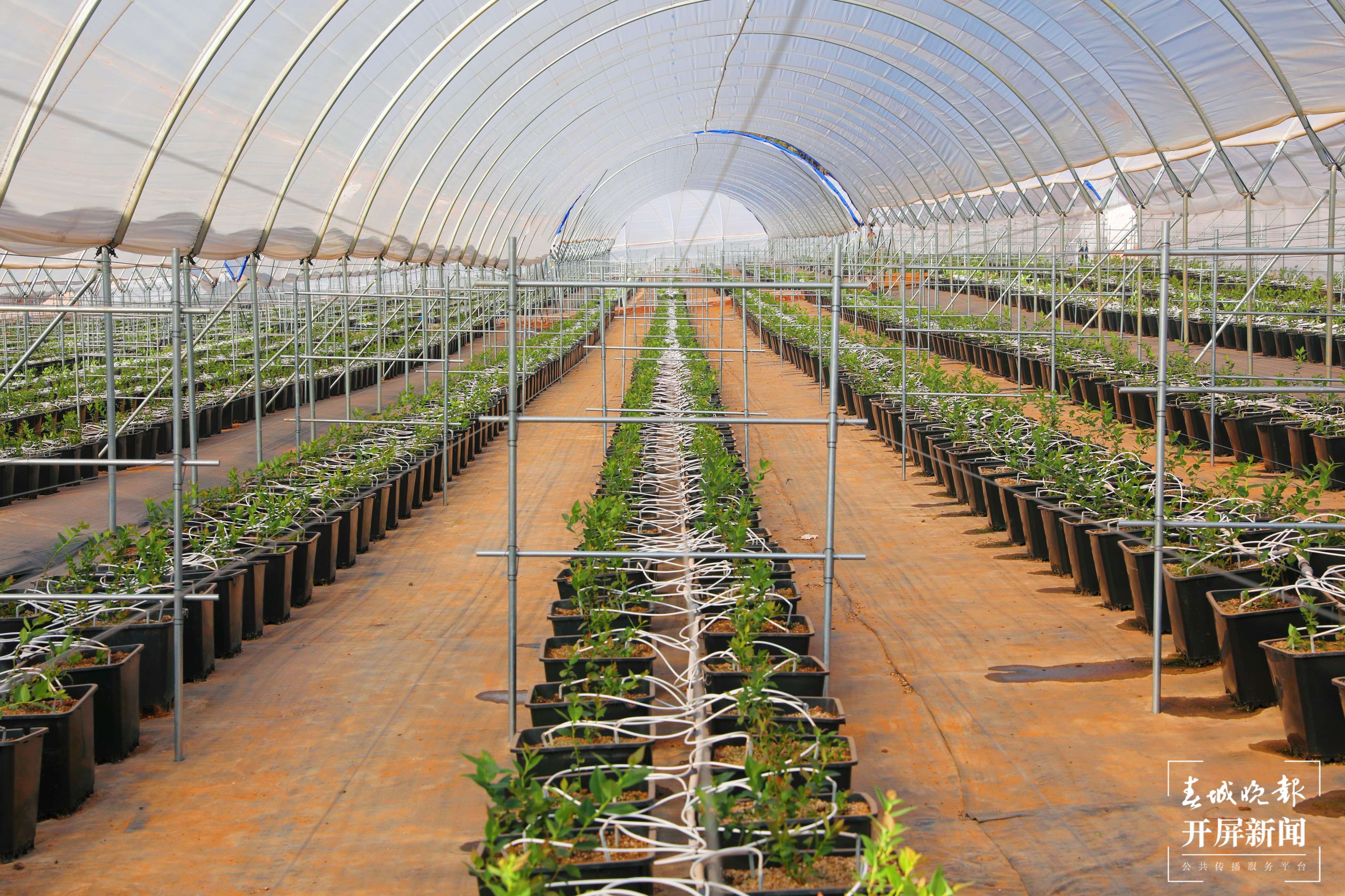 梦回千年 牵手时尚 “绣美”楚雄 | 莲池:数字赋能”莓“好生活