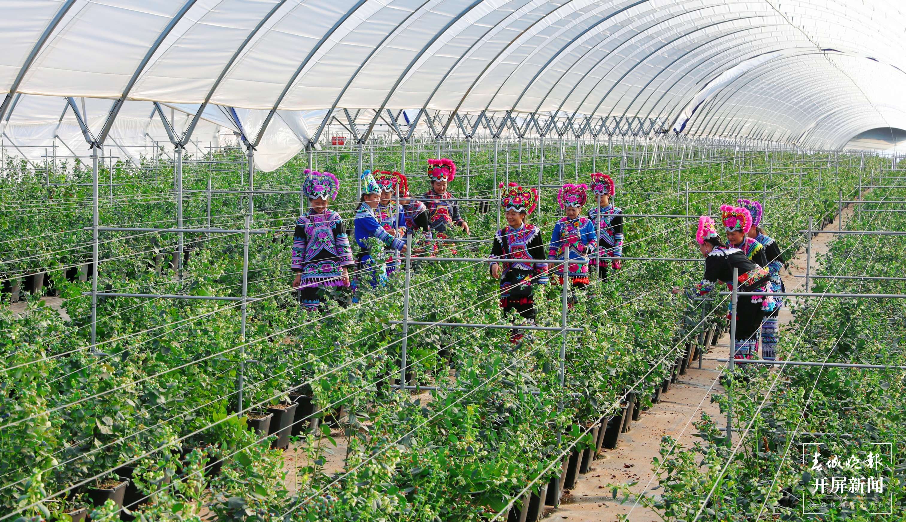 梦回千年 牵手时尚 “绣美”楚雄 | 莲池:数字赋能”莓“好生活