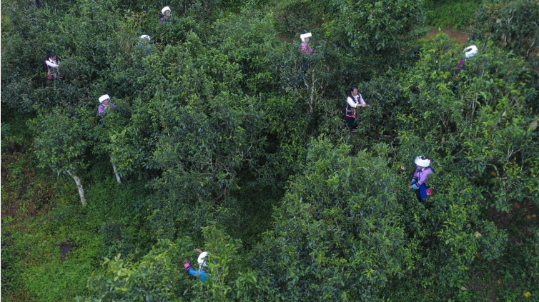 勐海雨林古茶坊：十年深山路 发展守初心2.png