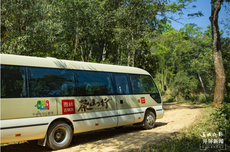 勐海雨林古茶坊：十年深山路 发展守初心7.png