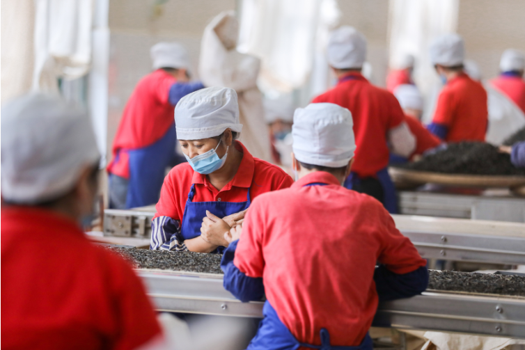 大益勐海茶厂：开拓创新 敢为人先 奋力跑出高质量发展加速度6.png