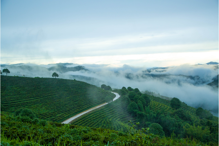 大益勐海茶厂：开拓创新 敢为人先 奋力跑出高质量发展加速度10.png