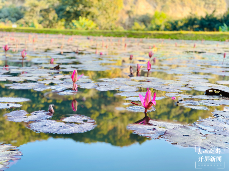 勐景来：“农康体旅”融合再发力 释放乡村振兴新动能5.png