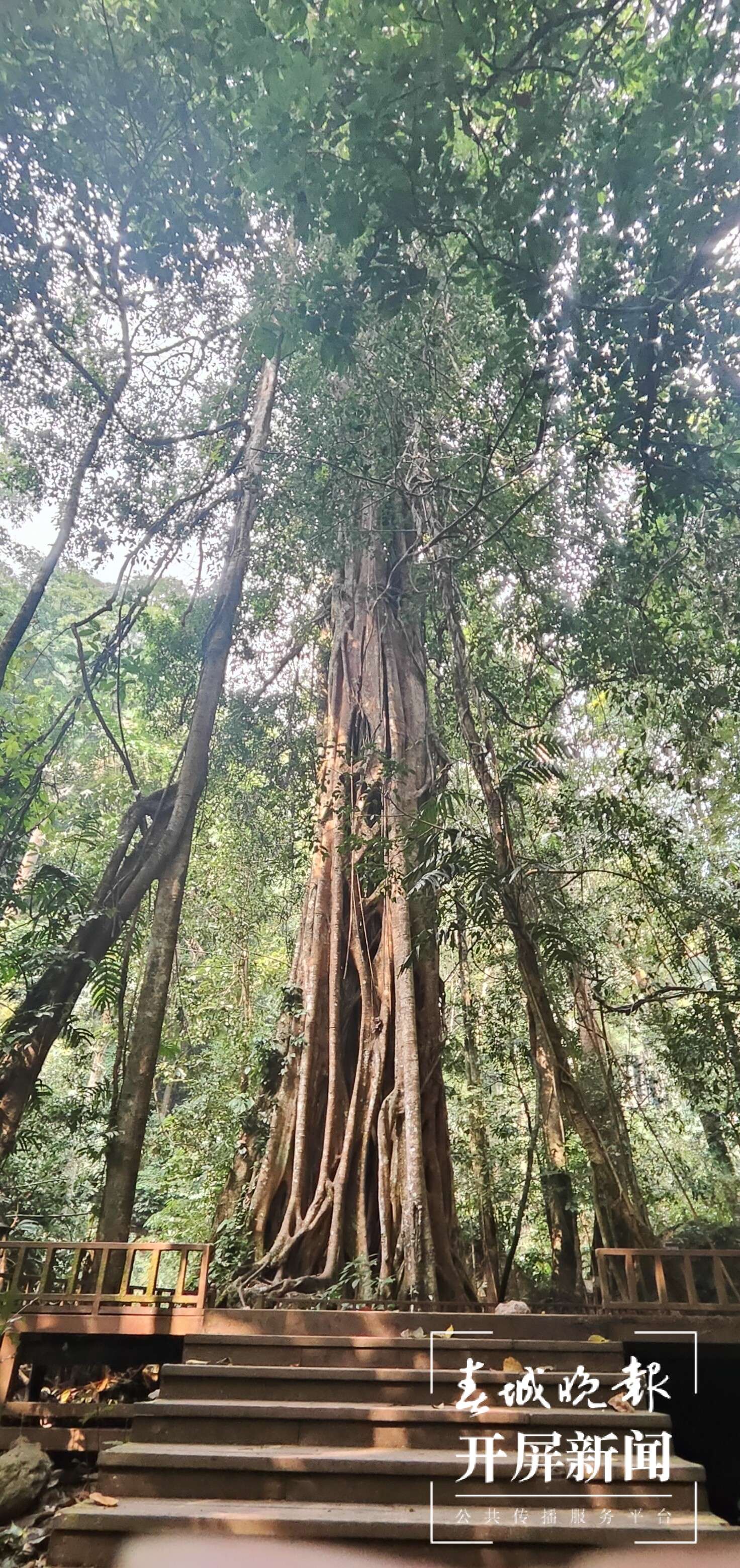 高质量发展看西双版纳丨勐远仙境：保持“地球本来的样子”打造世界一流康养小镇